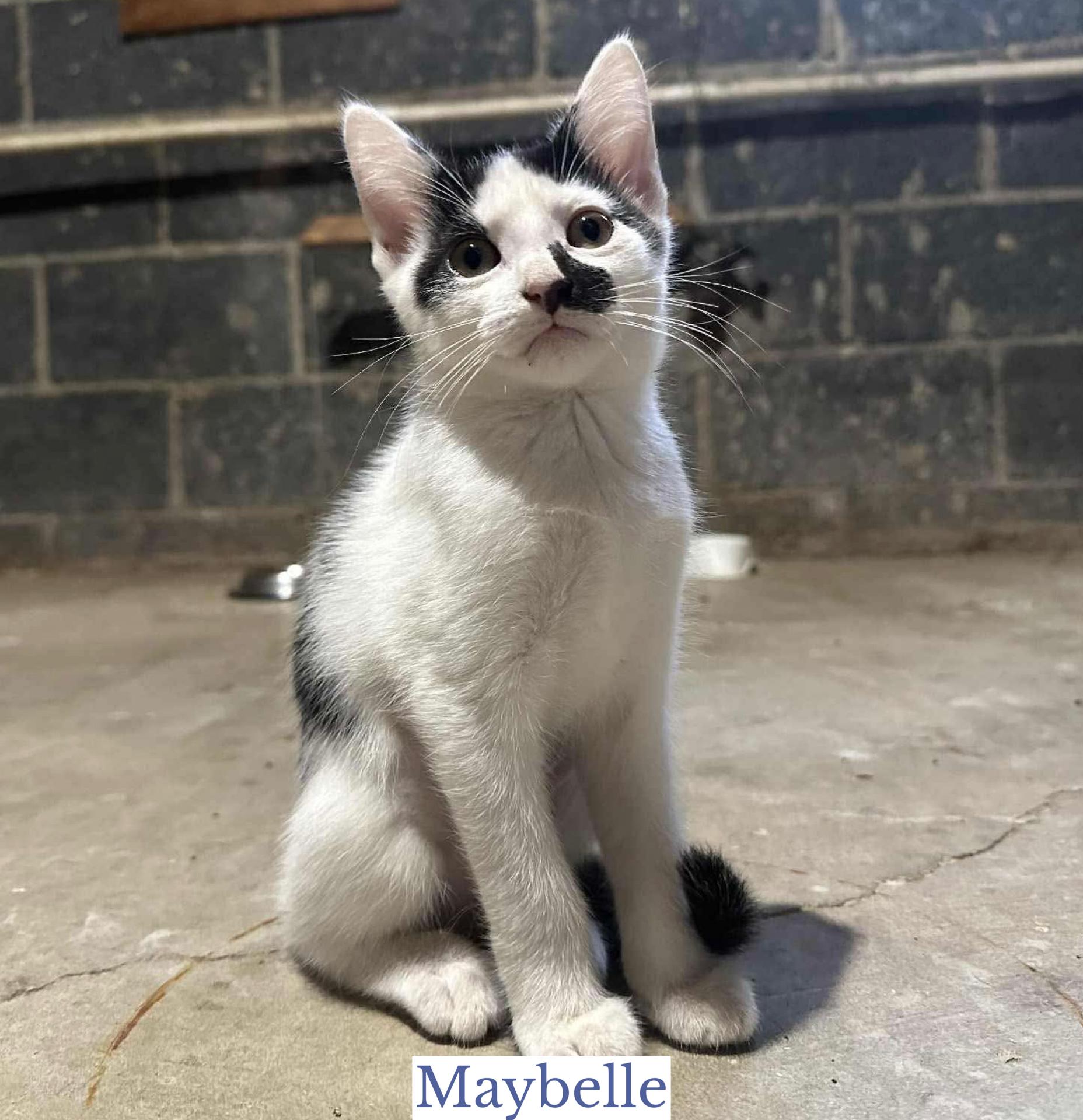 Maybelle