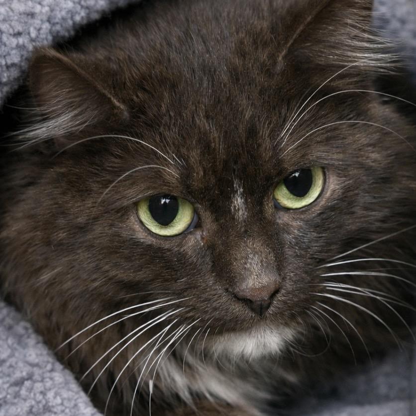 Enlarge Hershey (Barn Cat), a Adoptable Domestic Long Hair in Fayetteville, GA image 1/1
