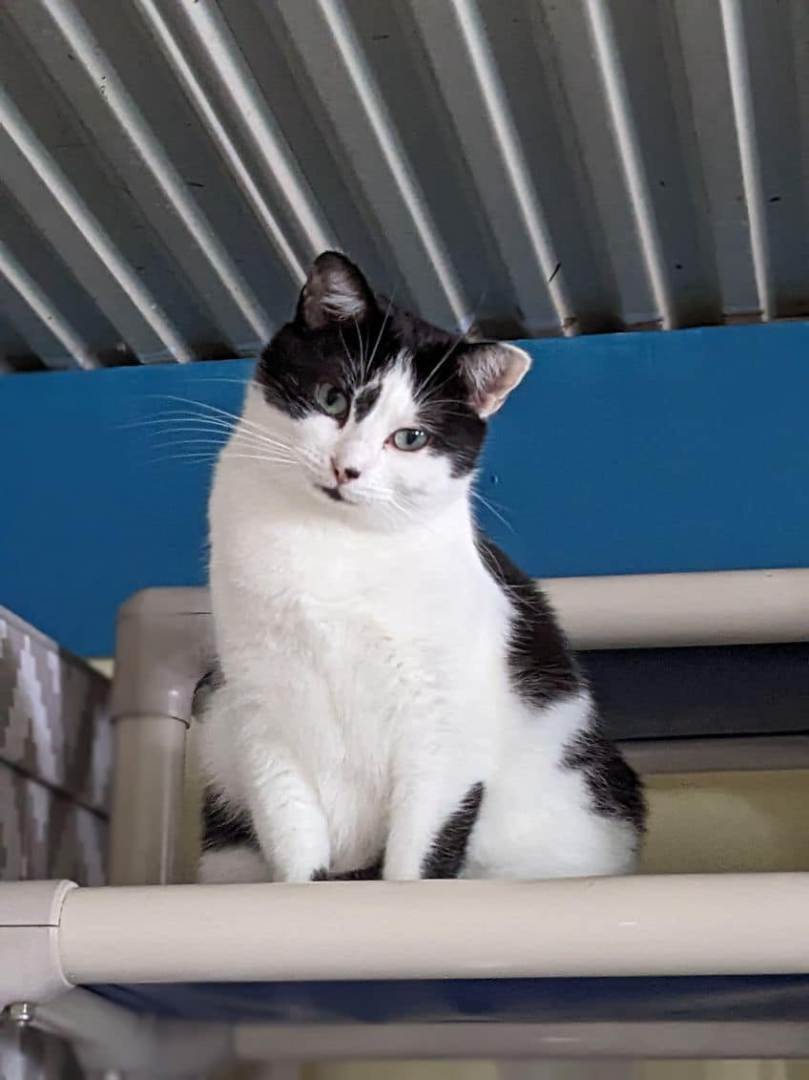 Charlie, Adoptable, Adult Female Domestic Short Hair.