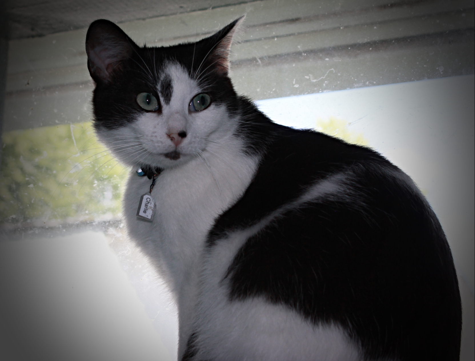 Charlie, a Adoptable Domestic Short Hair in New Richmond, WI image 2/10