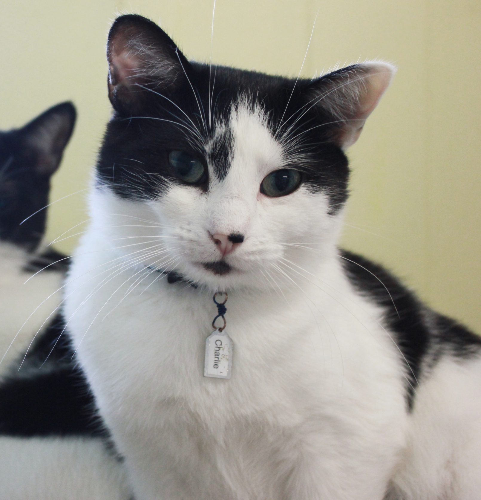 Charlie, a Adoptable Domestic Short Hair in New Richmond, WI image 3/10