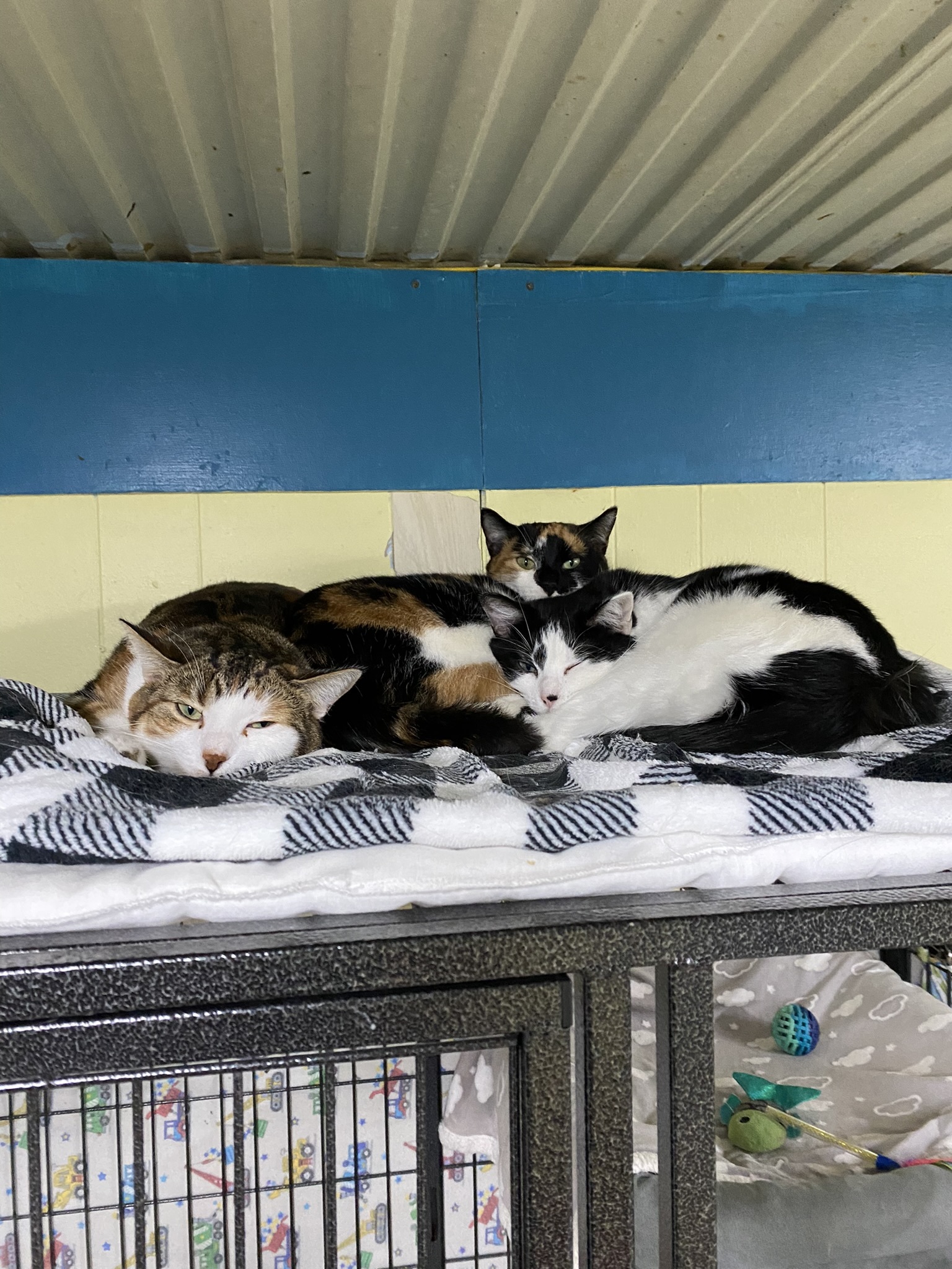 Charlie, a Adoptable Domestic Short Hair in New Richmond, WI image 4/10