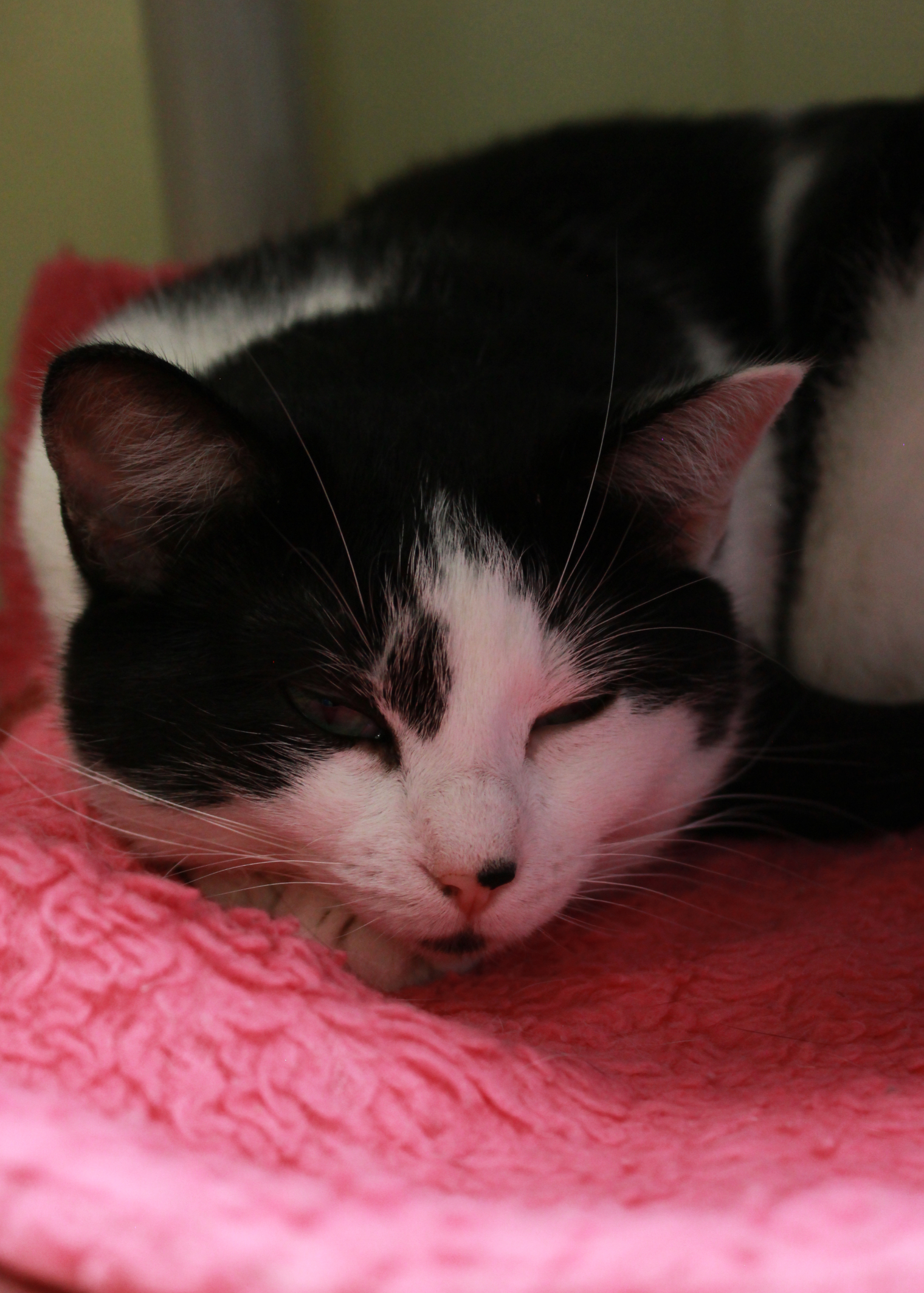 Charlie, a Adoptable Domestic Short Hair in New Richmond, WI image 5/10