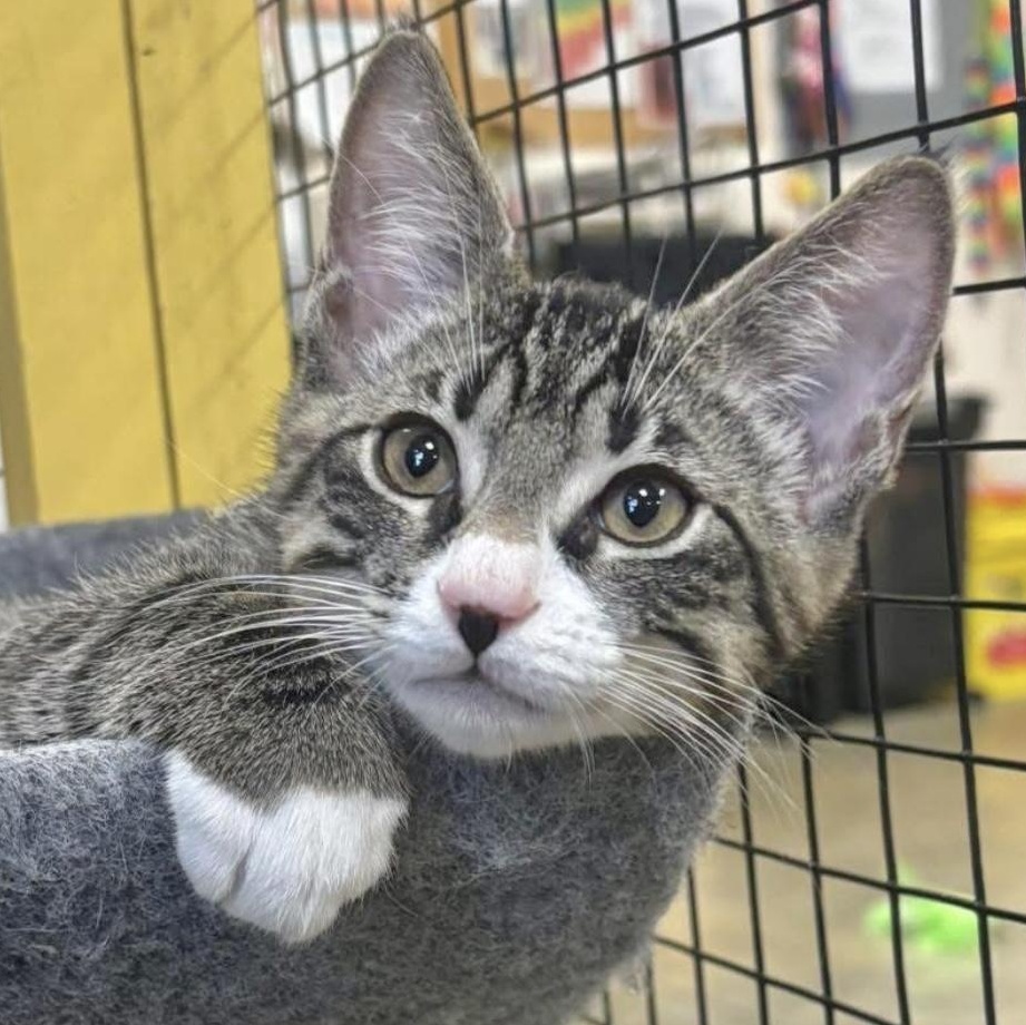 Shane, Adoptable, Kitten Male Domestic Short Hair.