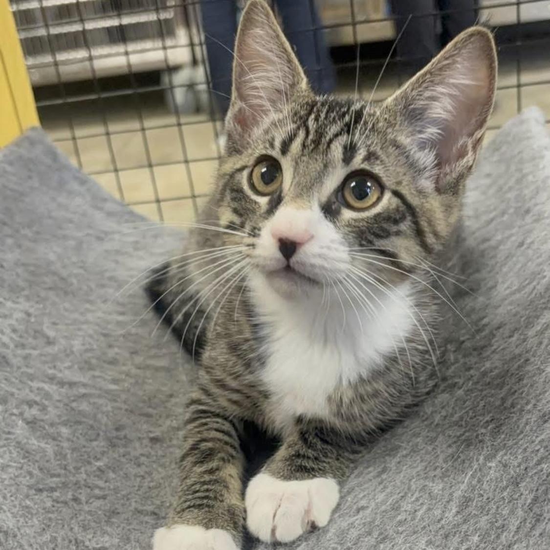 Enlarge Shane, a Adoptable Domestic Short Hair in Collierville, TN image 5/5