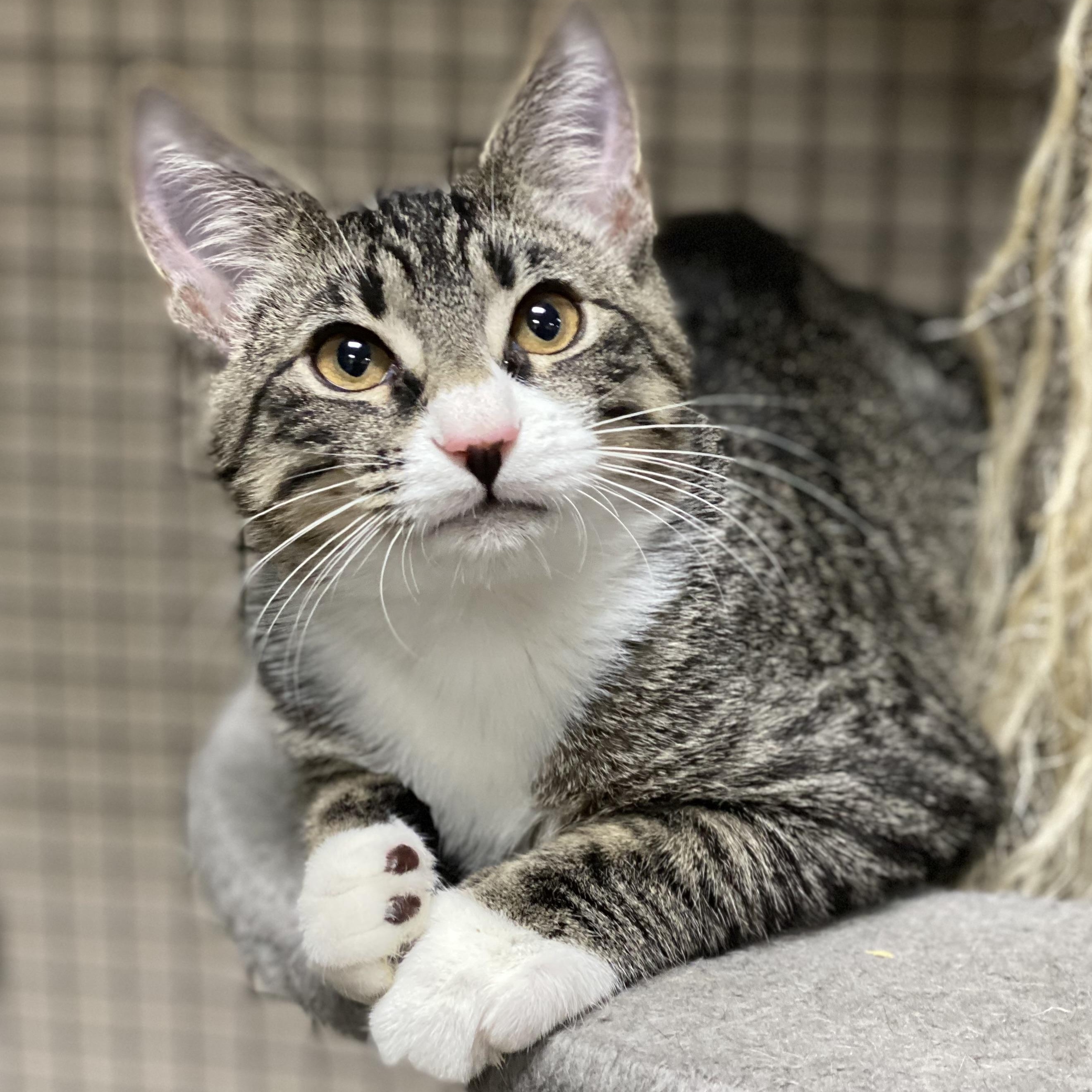 Enlarge Shane, a Adoptable Domestic Short Hair in Collierville, TN image 3/5