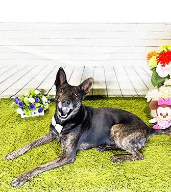 Enlarge TAKI, a ADOPTABLE mixed breed in Castro Valley, CA image 3/3