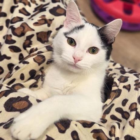 Enlarge Raiden, a Adoptable American Shorthair in Westhampton, NY image 3/6