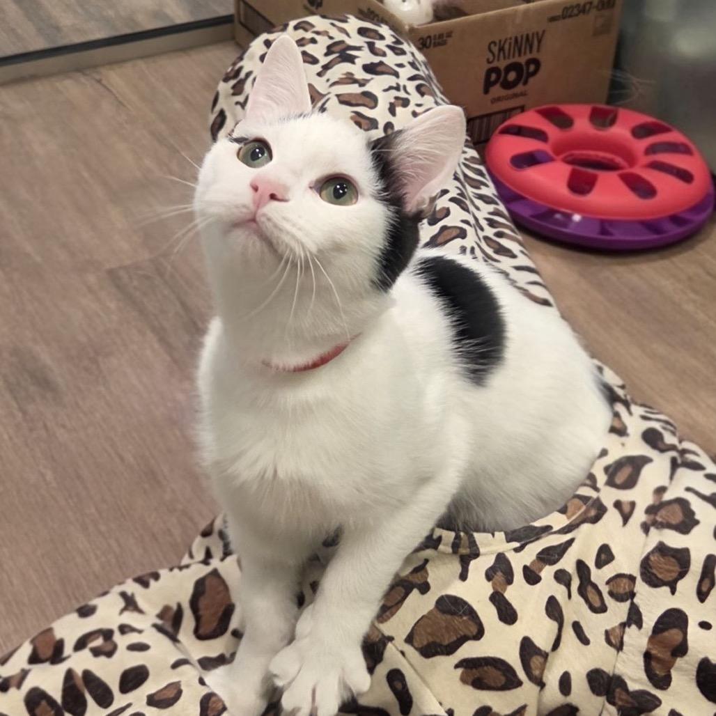 Enlarge Raiden, a Adoptable American Shorthair in Westhampton, NY image 6/6