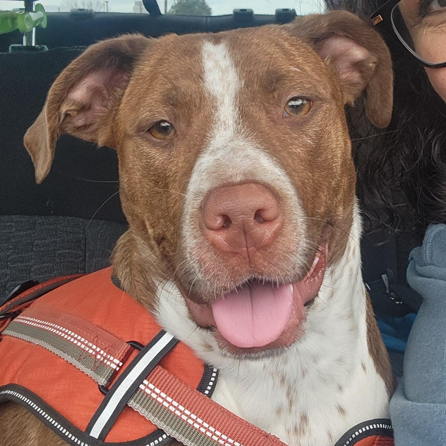Sophie, Adoptable, Young Female Pit Bull Terrier.