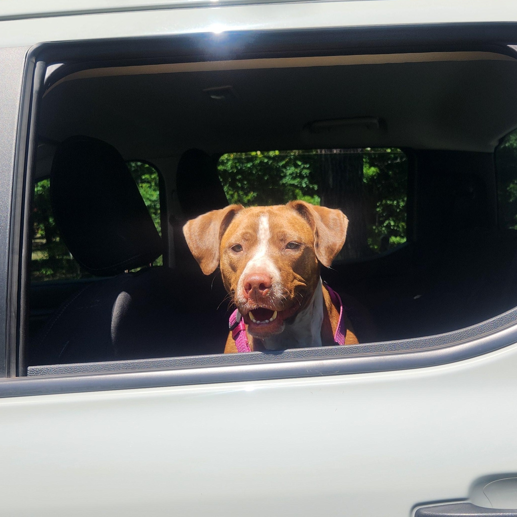 Enlarge  Sophie, a Adoptable mixed breed in Texarkana, TX image 2/5