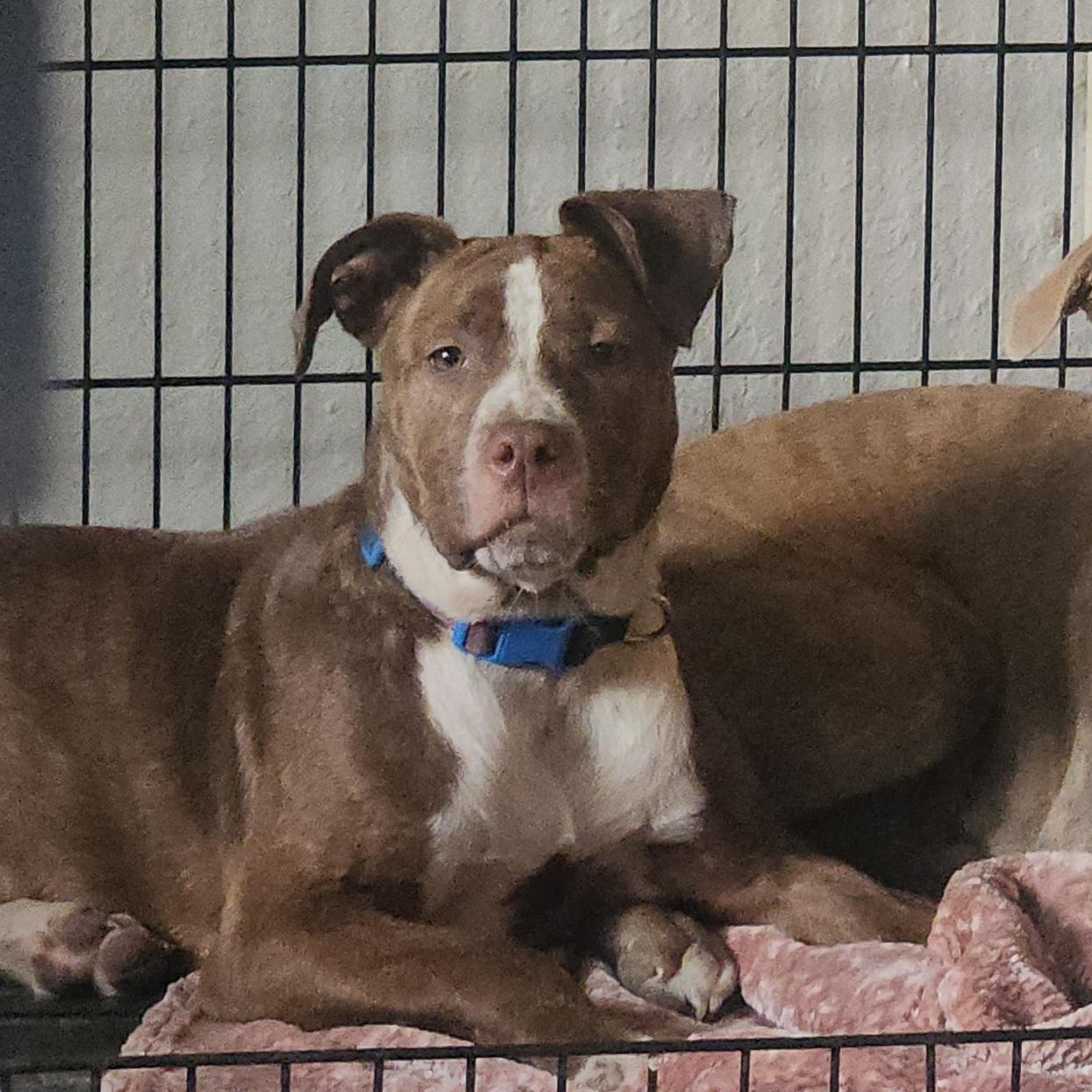 Enlarge  Sophie, a Adoptable mixed breed in Texarkana, TX image 3/5