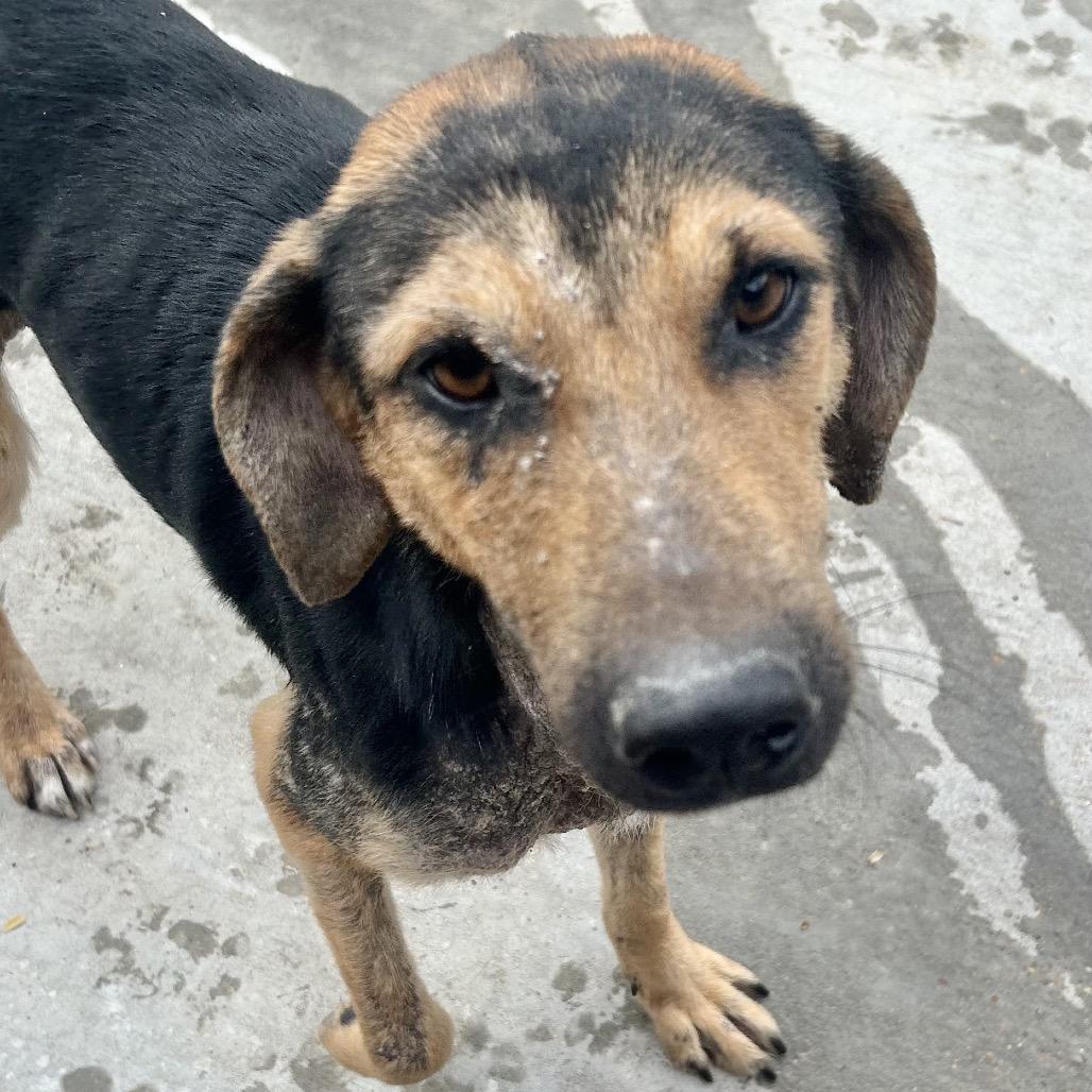 Angel, Adoptable, Young Female Hound.