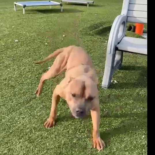 Nutty Buddy, Adoptable, Young Male Pit Bull Terrier.