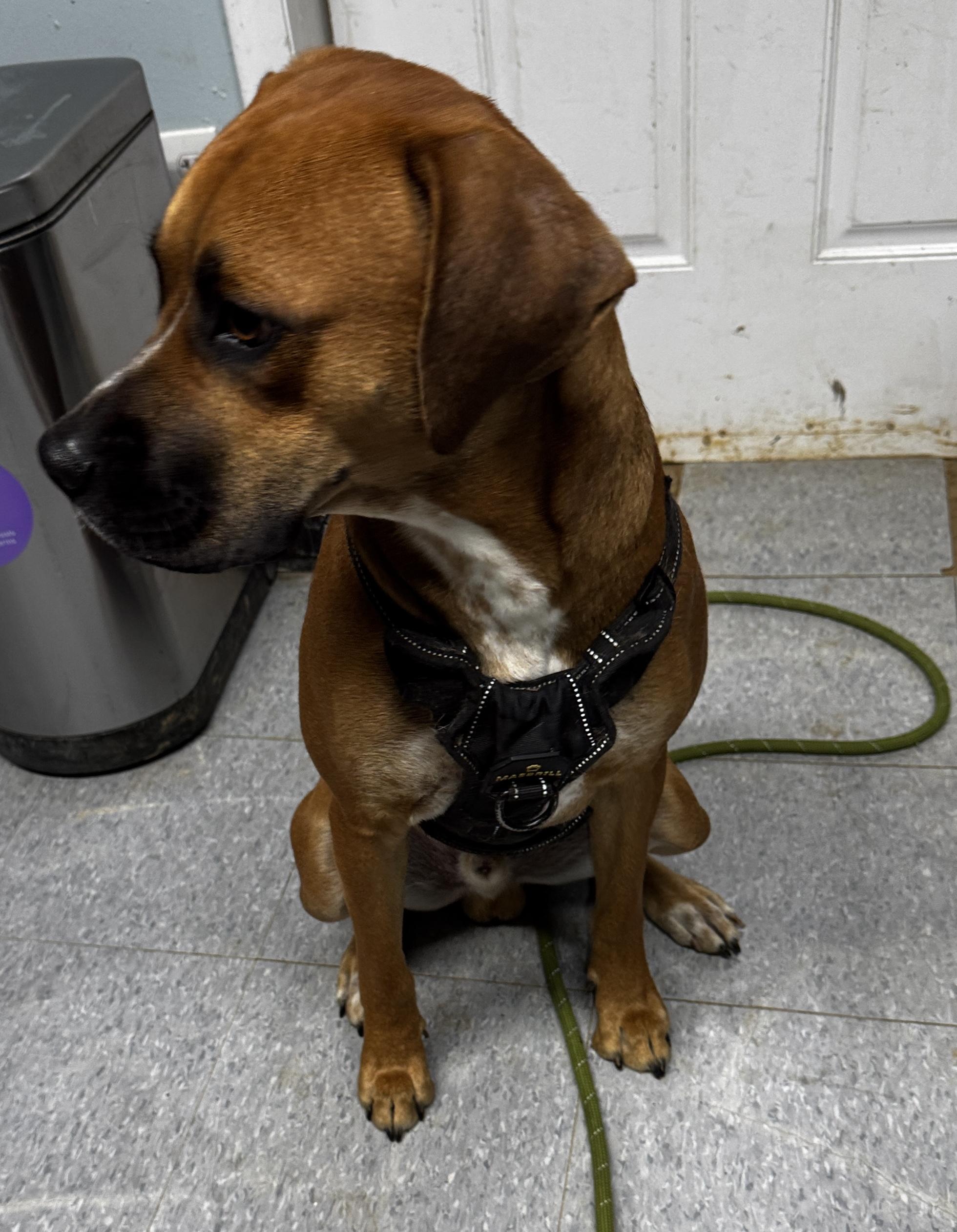 Enlarge Ace, a ADOPTABLE mixed breed in Rogersville, TN image 6/6