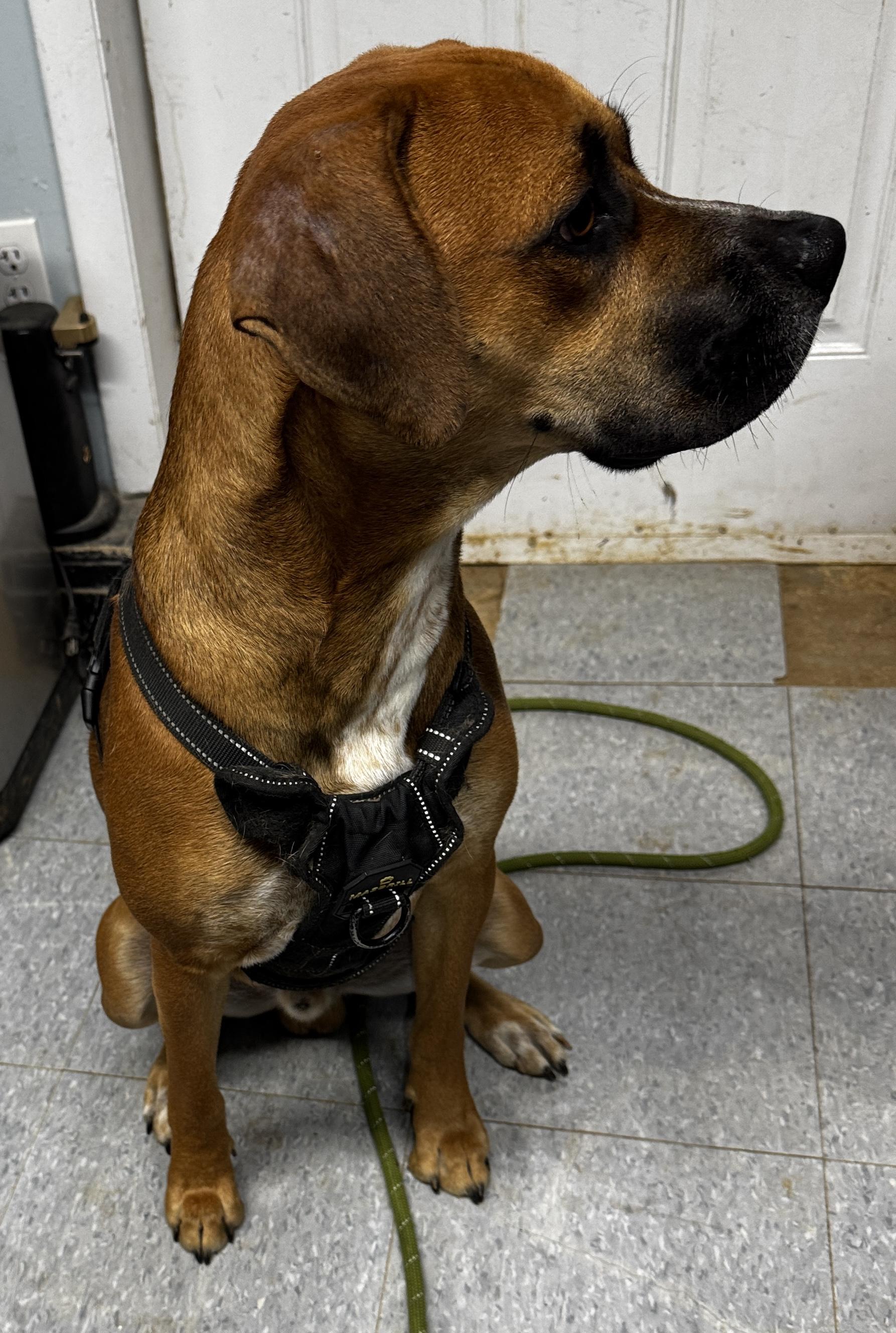 Enlarge Ace, a ADOPTABLE mixed breed in Rogersville, TN image 5/6