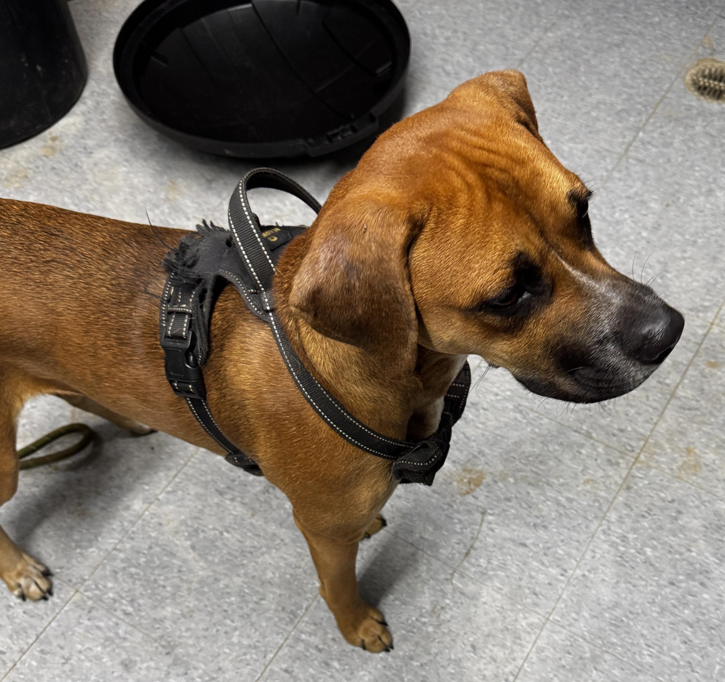 Ace, ADOPTABLE, Young Male Bulldog.