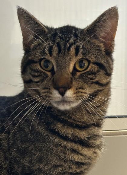 Taka, an adopted Domestic Short Hair in Lansing, MI image 3/3