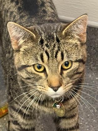 Taka, an adopted Domestic Short Hair in Lansing, MI image 2/3