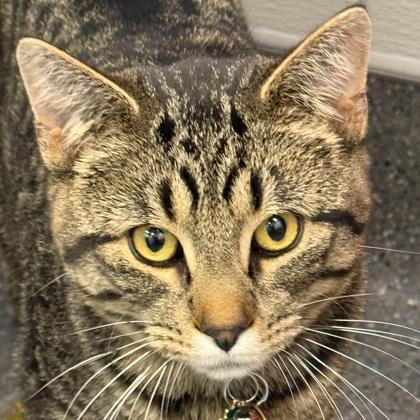 Taka, adopted, Adult Male Domestic Short Hair.