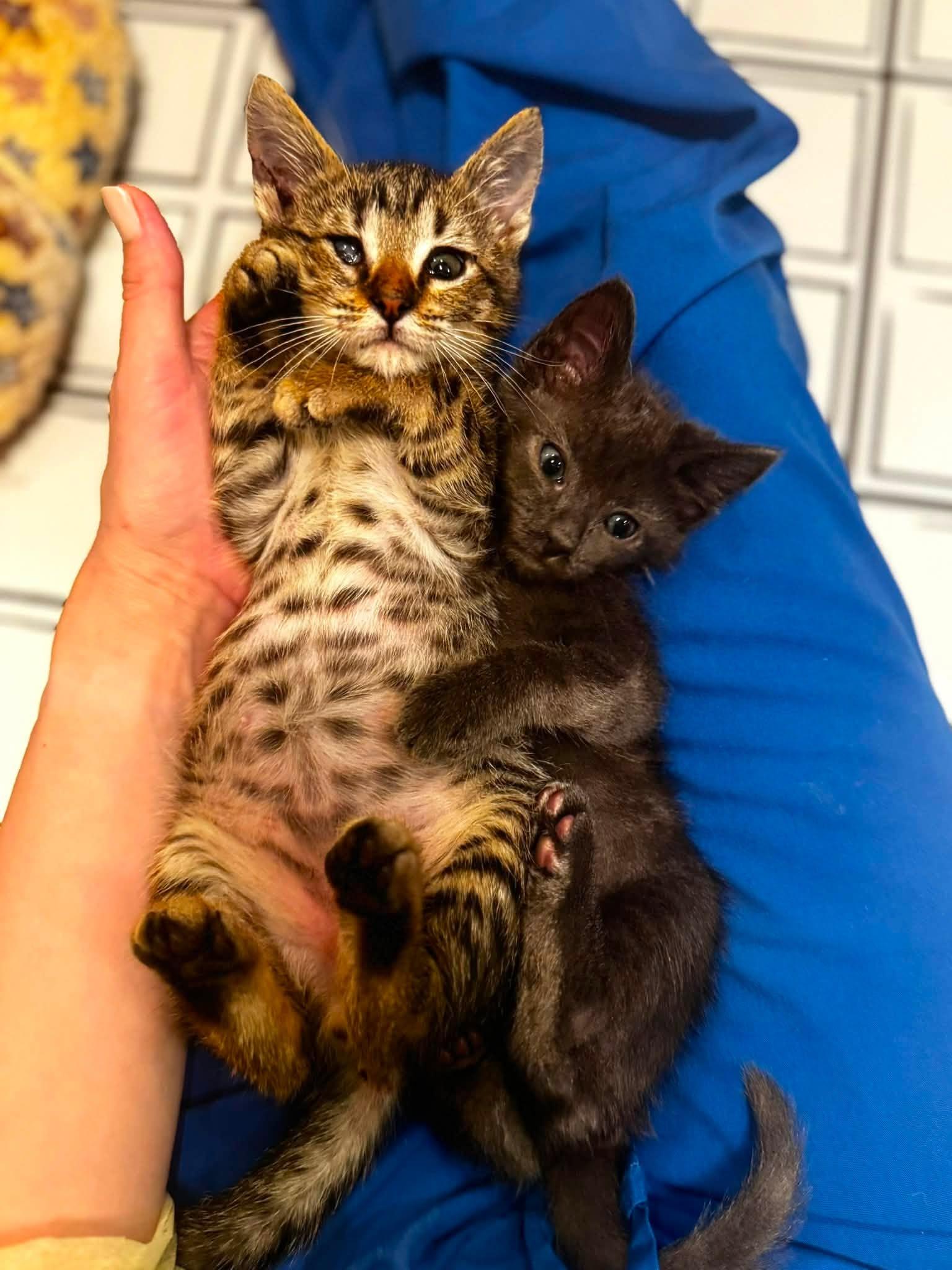 Leo & Bailey - ADOPTION FEE SPONSORED, an adoption pending Domestic Short Hair in Goshen, NH image 4/4