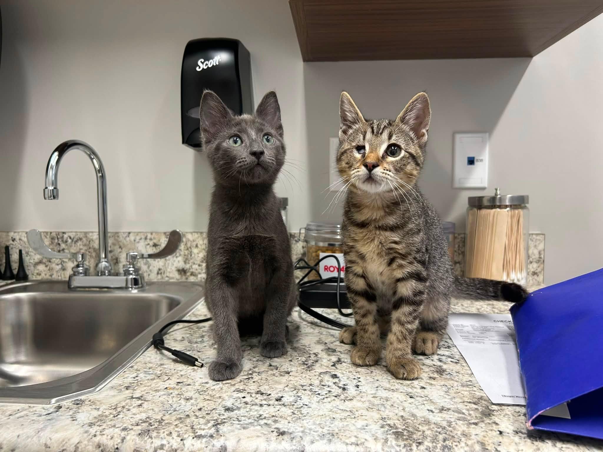 Leo & Bailey - ADOPTION FEE SPONSORED, an adoption pending Domestic Short Hair in Goshen, NH image 1/4