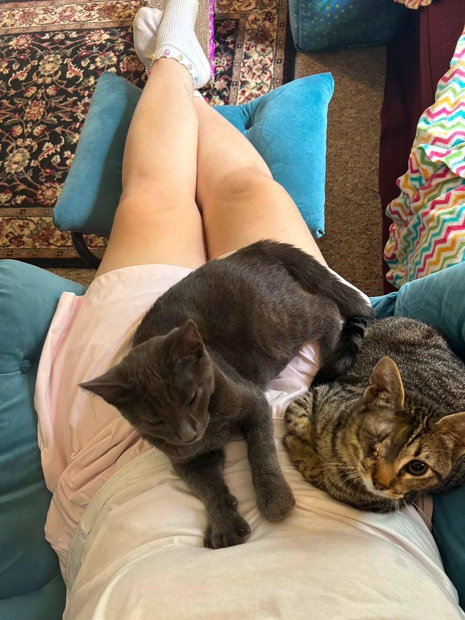 Enlarge Mike & Sulley, a Adopted Domestic Short Hair in Goshen, NH image 1/4