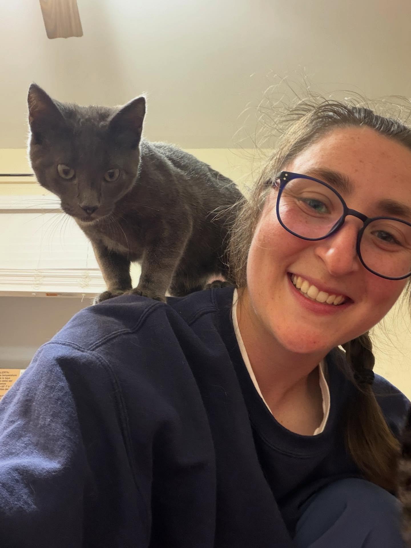 Enlarge Mike & Sulley, a Adopted Domestic Short Hair in Goshen, NH image 4/4