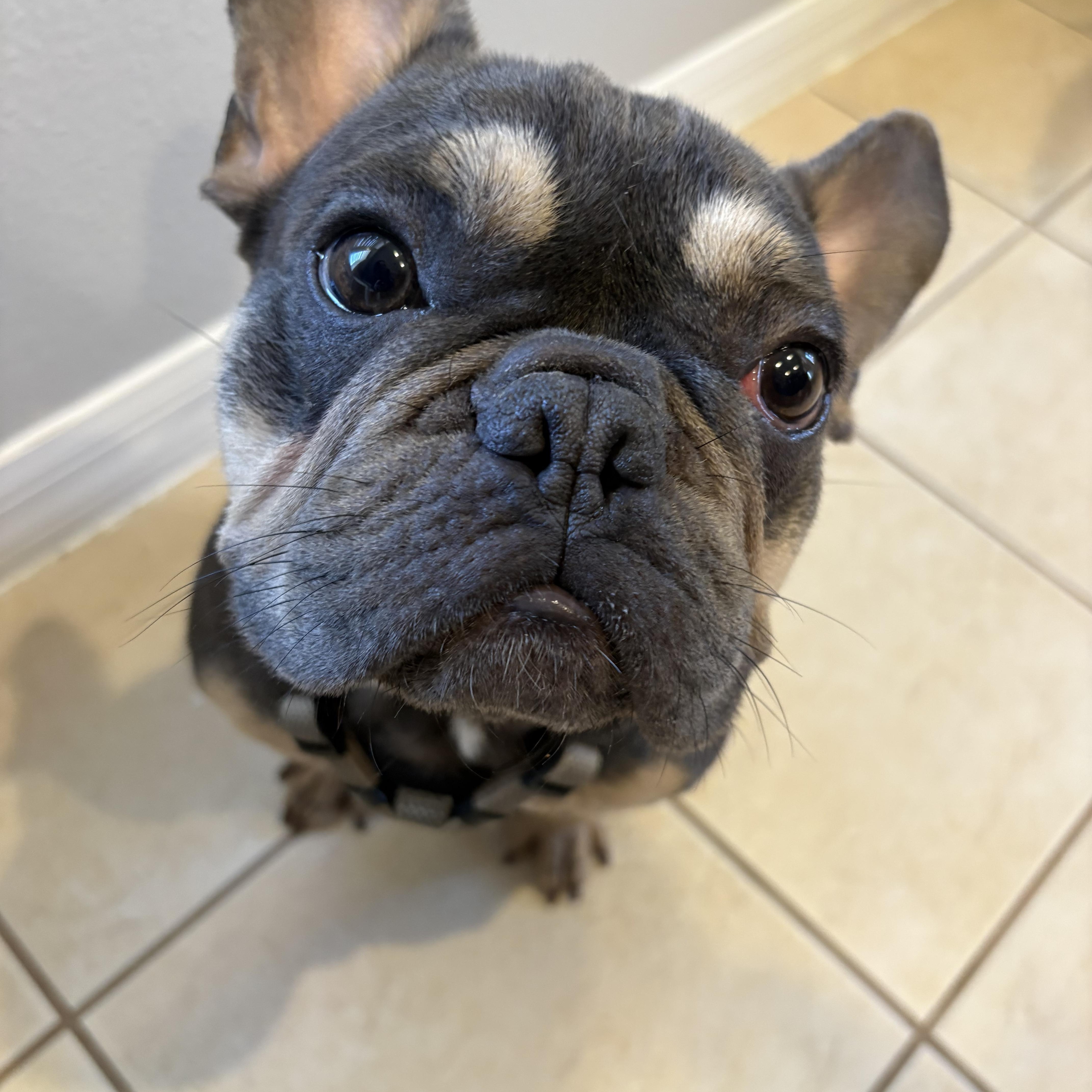 Dash, ADOPTABLE, Puppy Male French Bulldog.