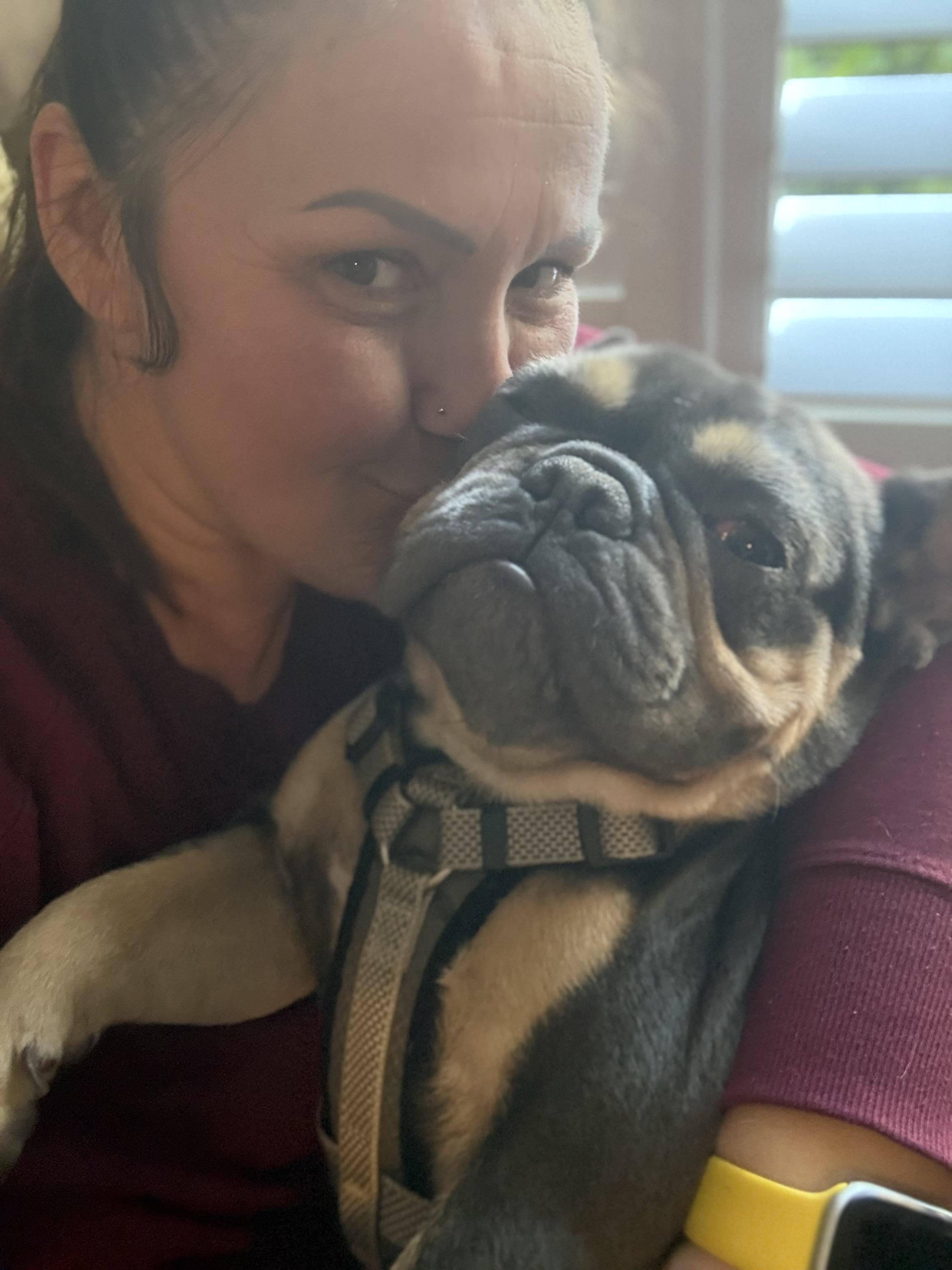 Dash, a ADOPTABLE French Bulldog in Bradenton, FL image 6/6