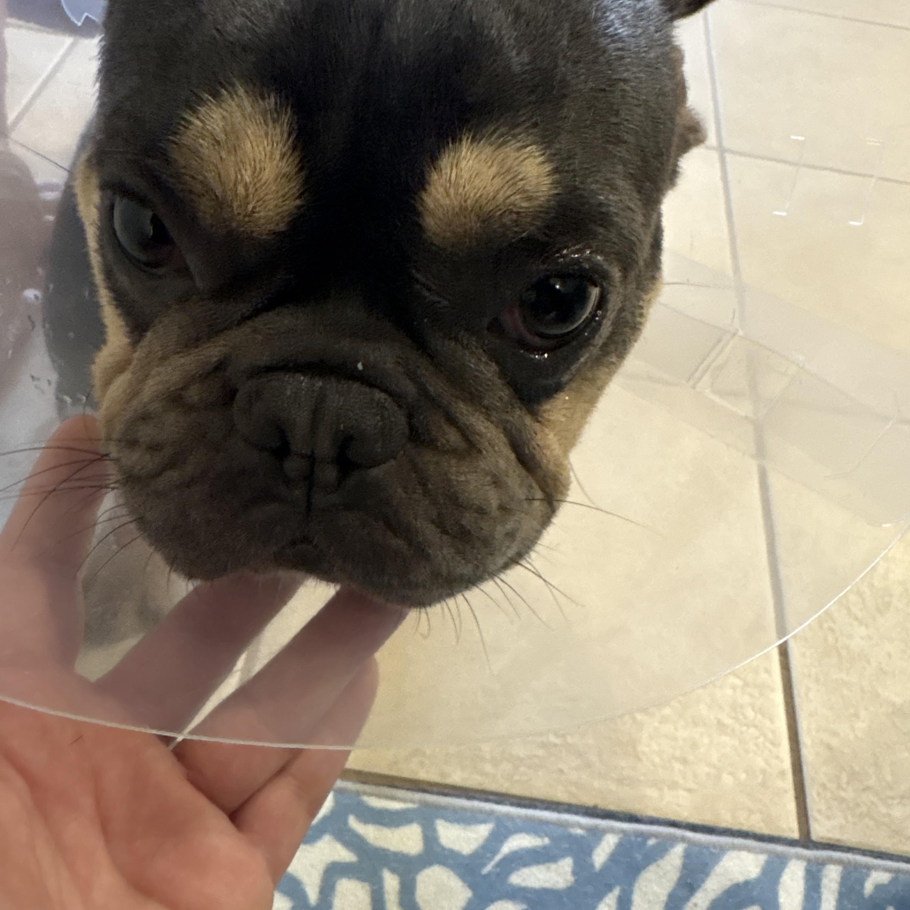 Dash, a ADOPTABLE French Bulldog in Bradenton, FL image 2/6