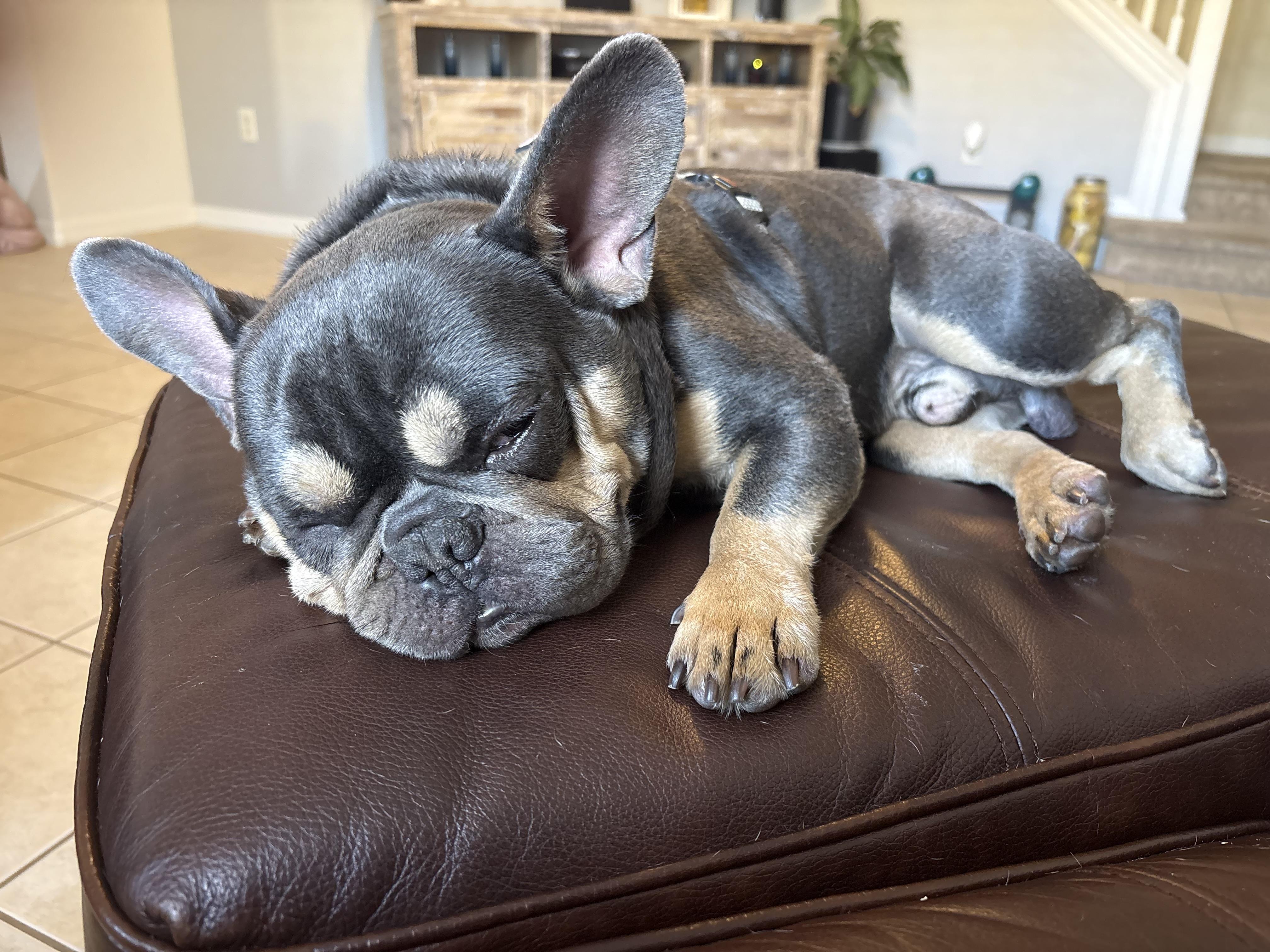 Dash, a ADOPTABLE French Bulldog in Bradenton, FL image 4/6