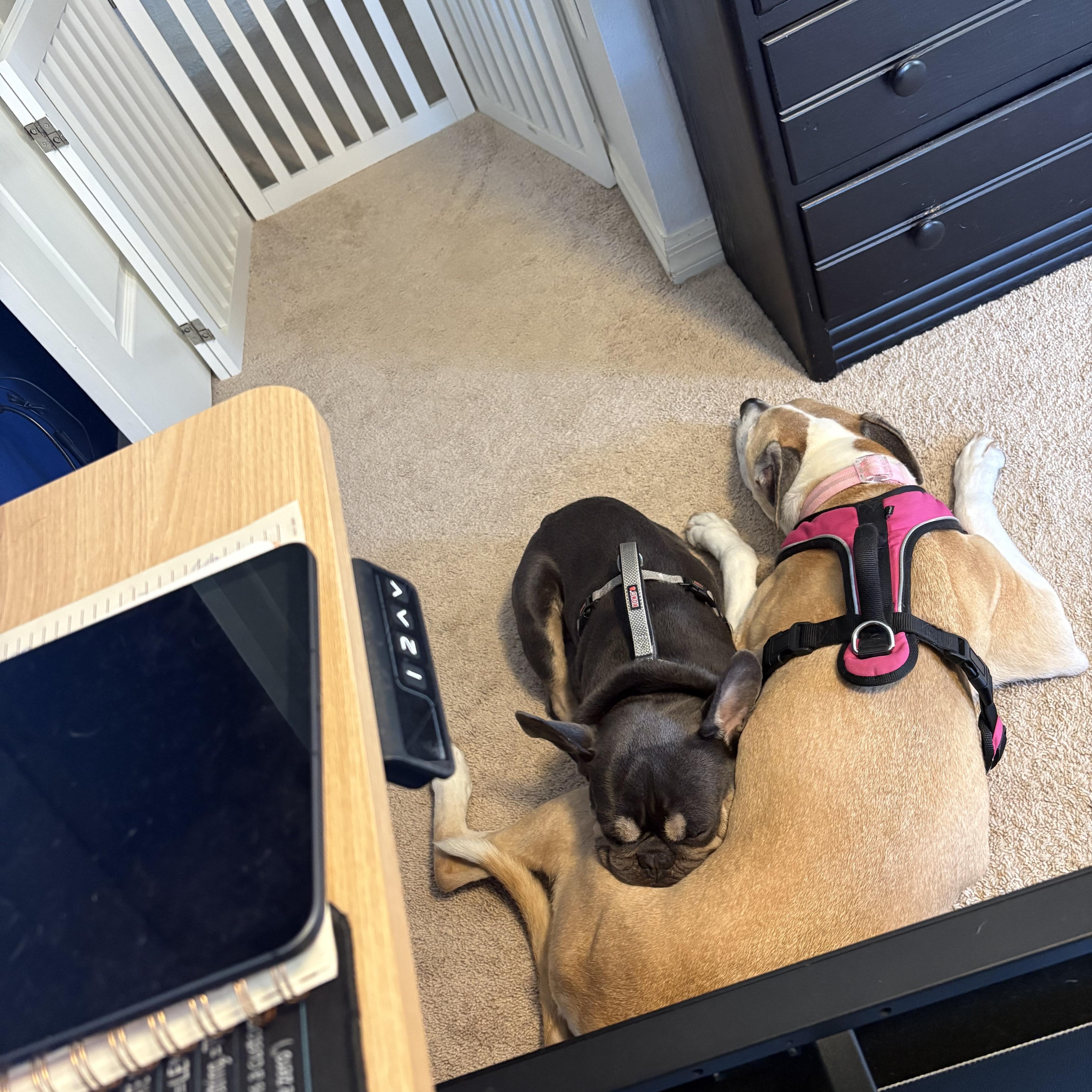 Dash, a ADOPTABLE French Bulldog in Bradenton, FL image 3/6