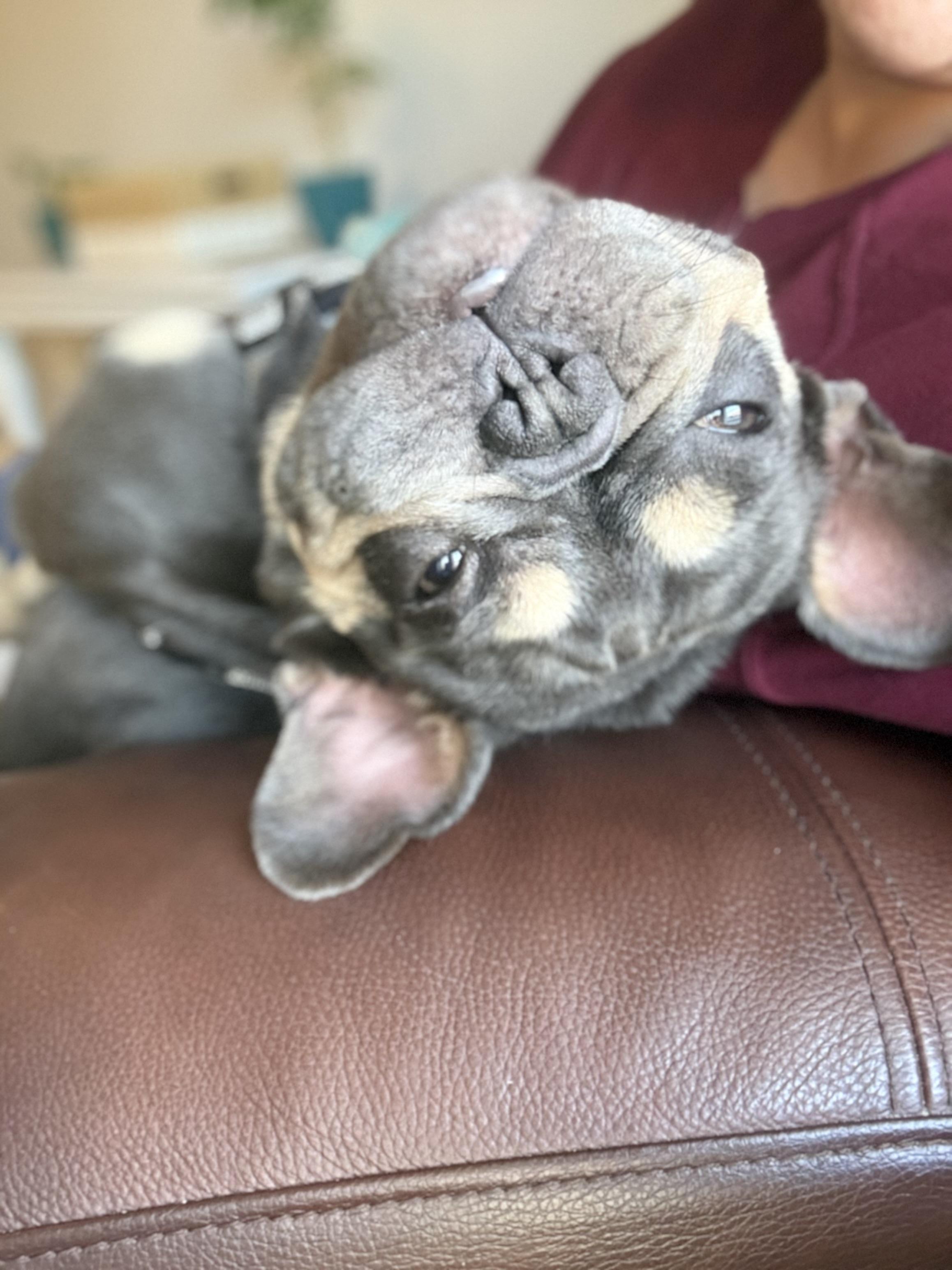 Dash, a ADOPTABLE French Bulldog in Bradenton, FL image 5/6