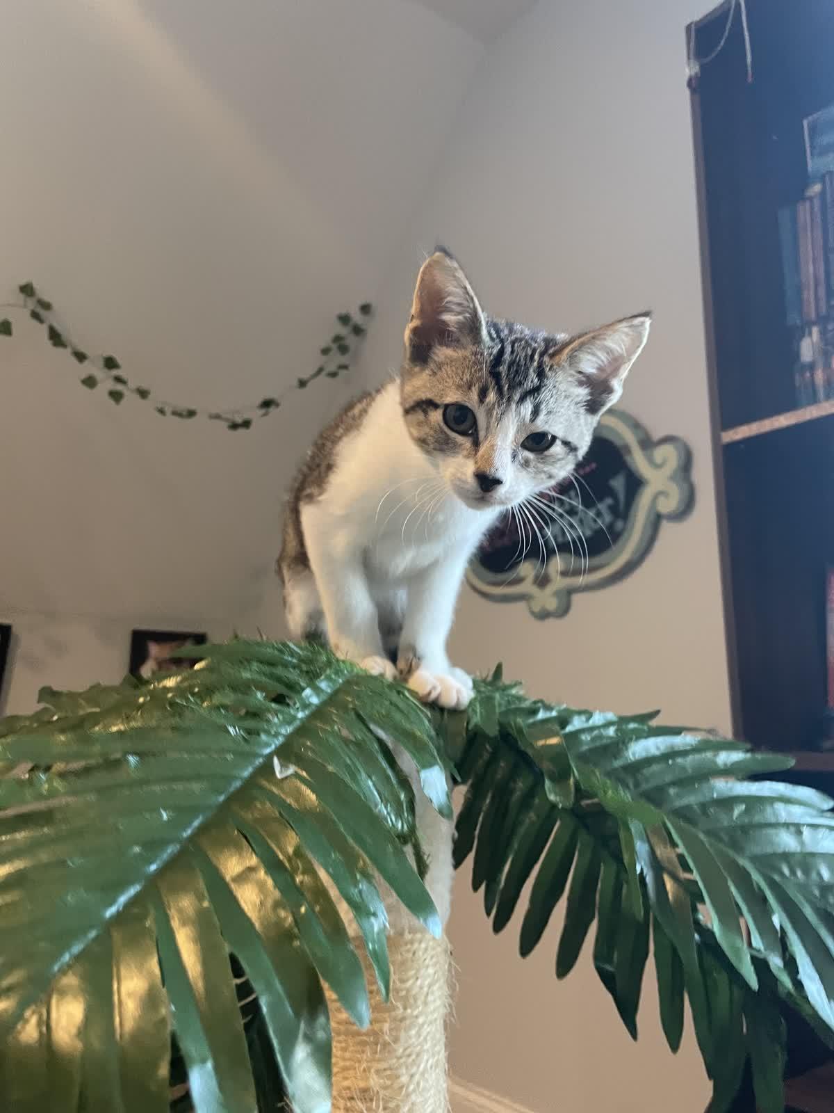 Enlarge Bugs Bunny, an adoptable Domestic Short Hair in Murfreesboro, TN image 1/3