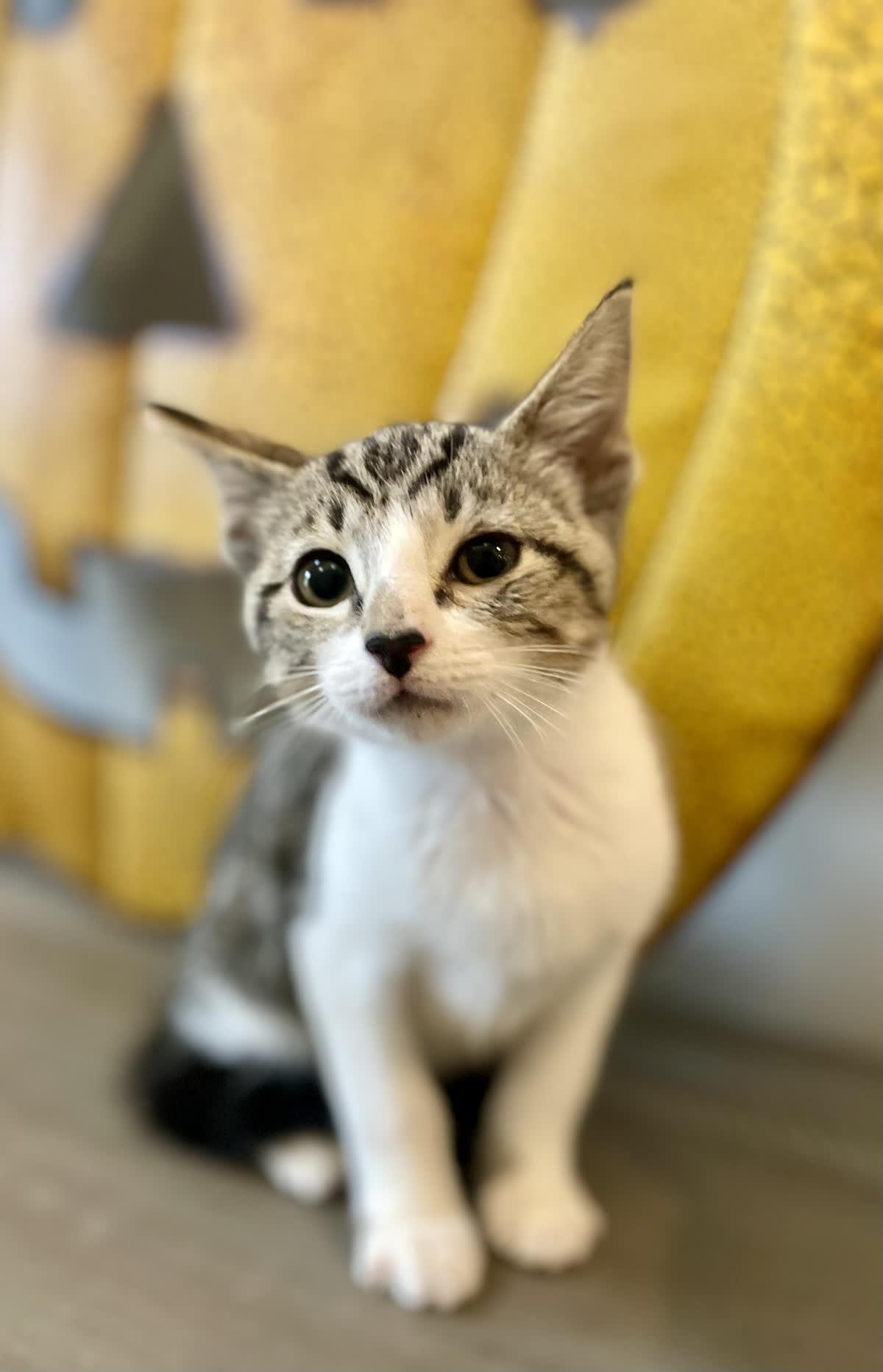 Enlarge Bugs Bunny, an adoptable Domestic Short Hair in Murfreesboro, TN image 2/3