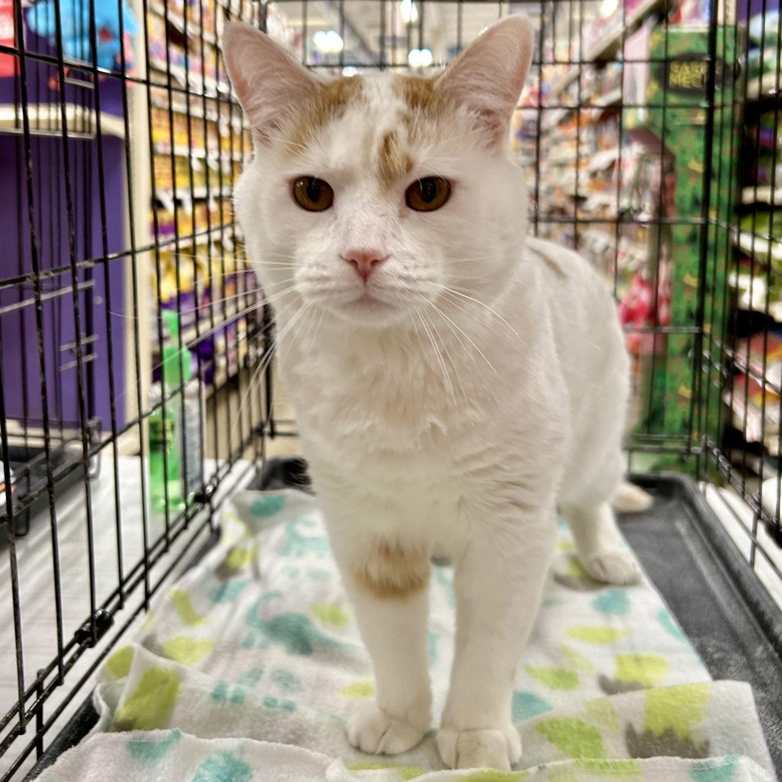 Gatsby 2025, Adoptable, Adult Male Domestic Short Hair.