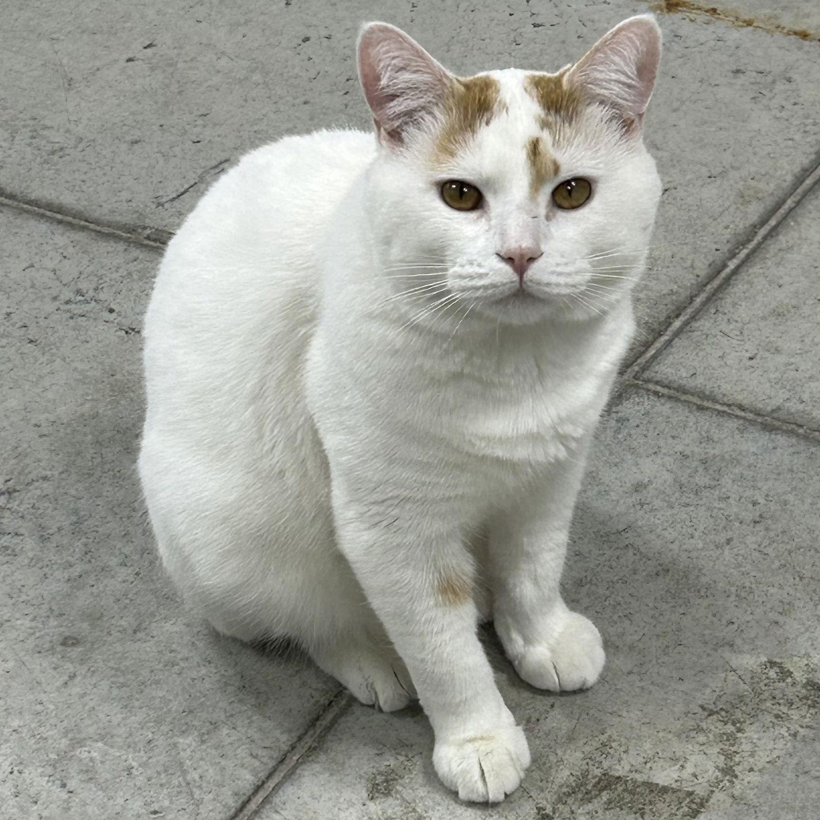 Enlarge Gatsby 2025, a Adoptable Domestic Short Hair in Norwood, OH image 3/3