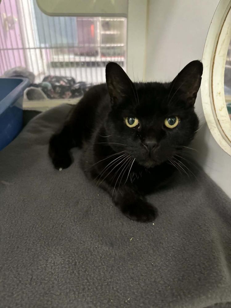 Sophia, Adoptable, Senior Female Domestic Short Hair.