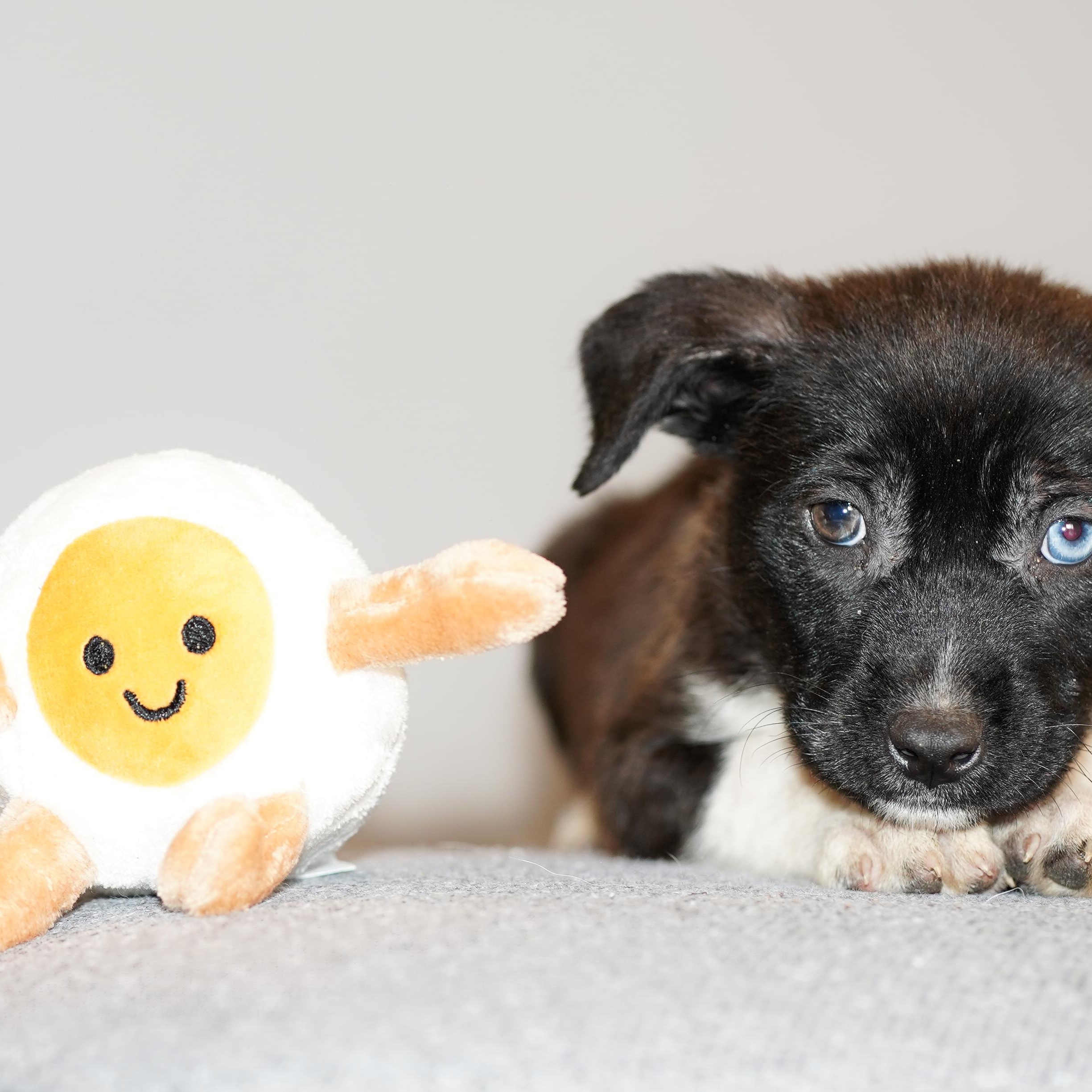 Enlarge Mimosa , a ADOPTABLE mixed breed in ALBANY , NY image 4/6