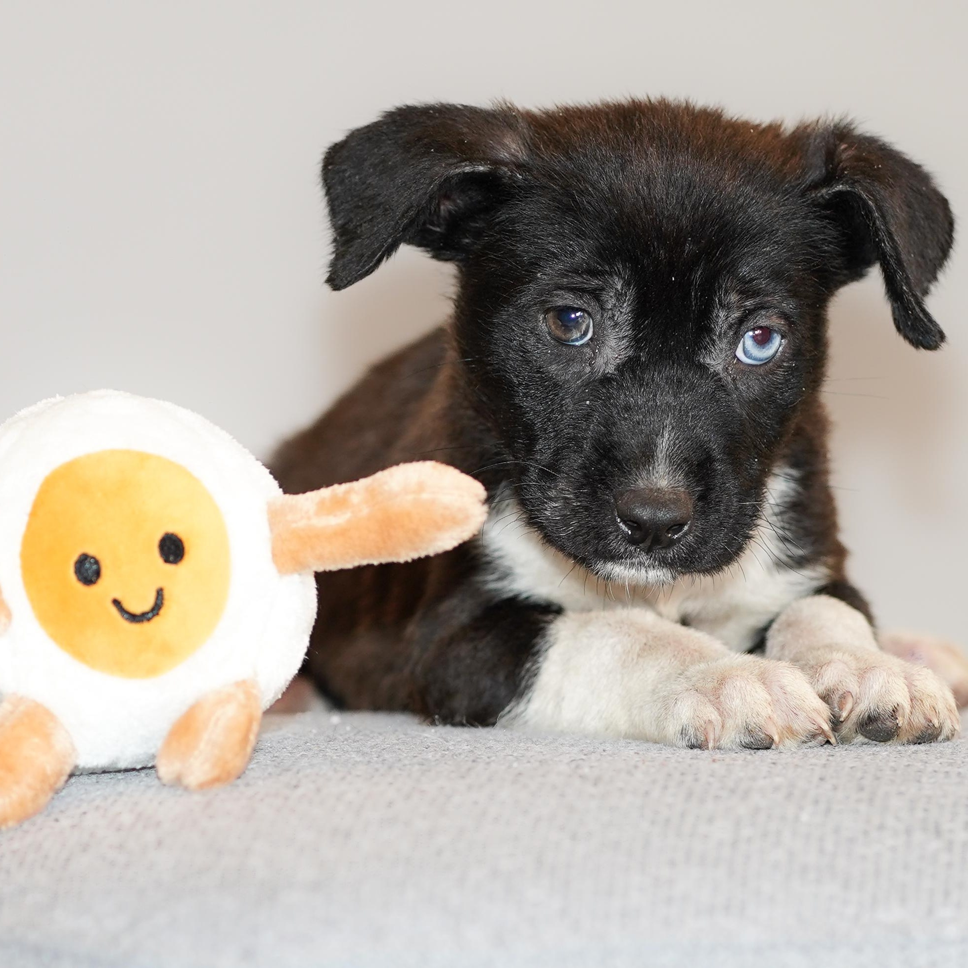 Enlarge Mimosa , a ADOPTABLE mixed breed in ALBANY , NY image 2/6