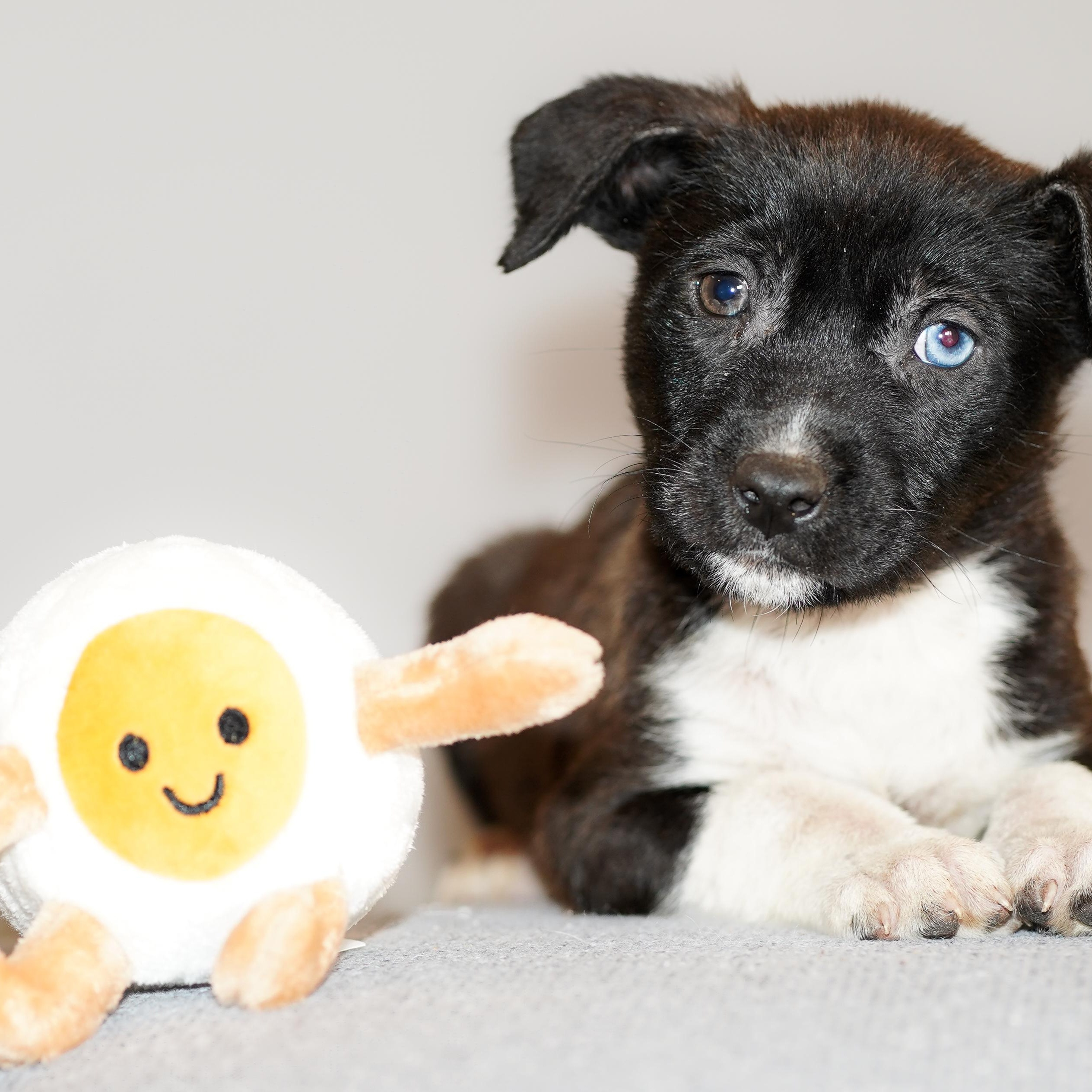 Enlarge Mimosa , a ADOPTABLE mixed breed in ALBANY , NY image 1/6