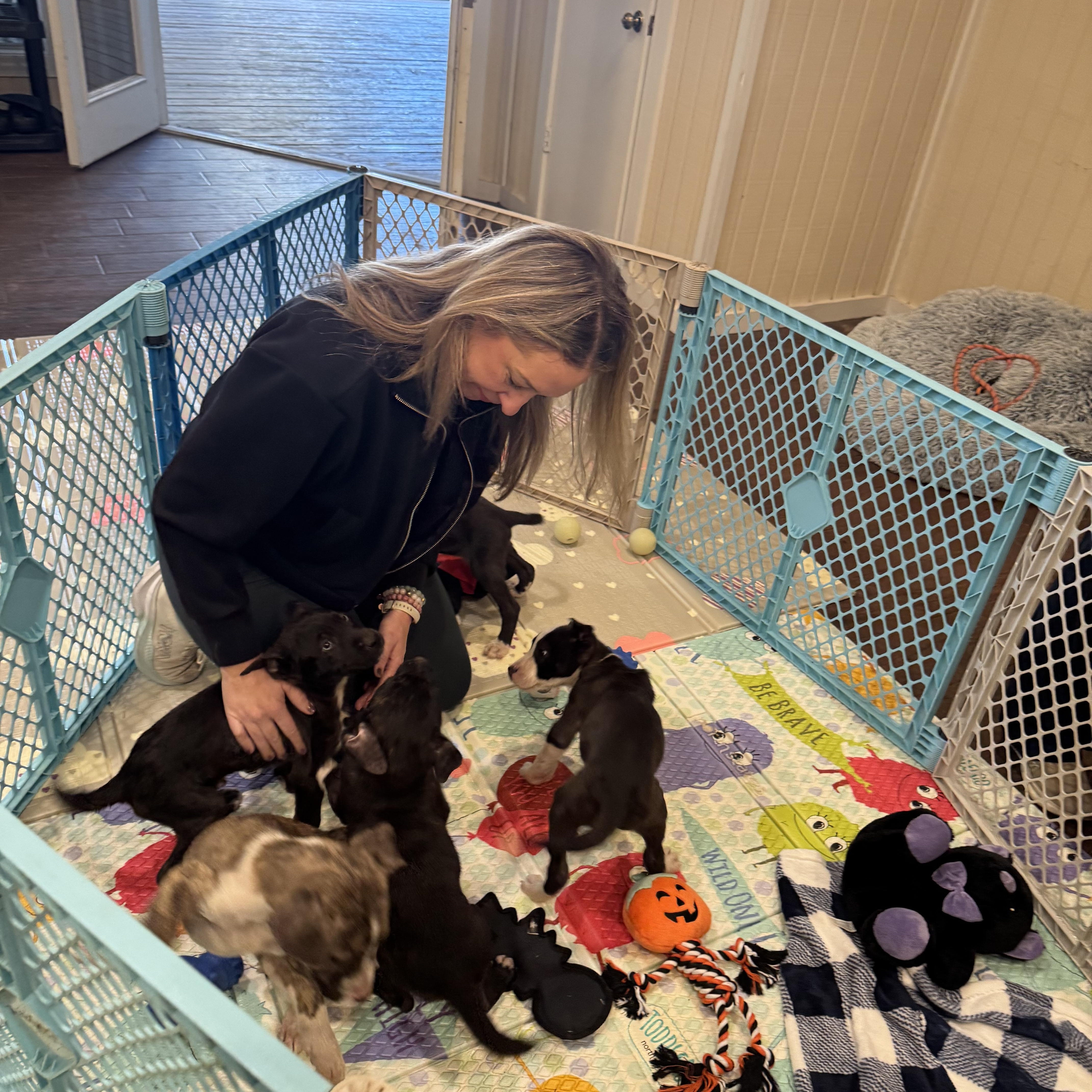 Enlarge Mimosa , a ADOPTABLE mixed breed in ALBANY , NY image 3/6