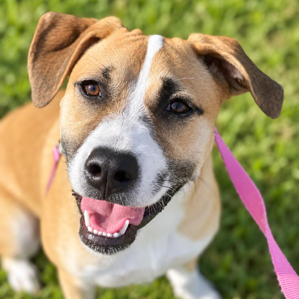 Enlarge Sumo, a Adoptable mixed breed in Bradenton, FL image 1/4