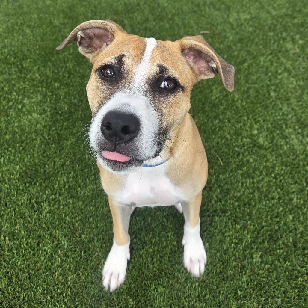 Sumo, a Adoptable mixed breed in Bradenton, FL image 1/4
