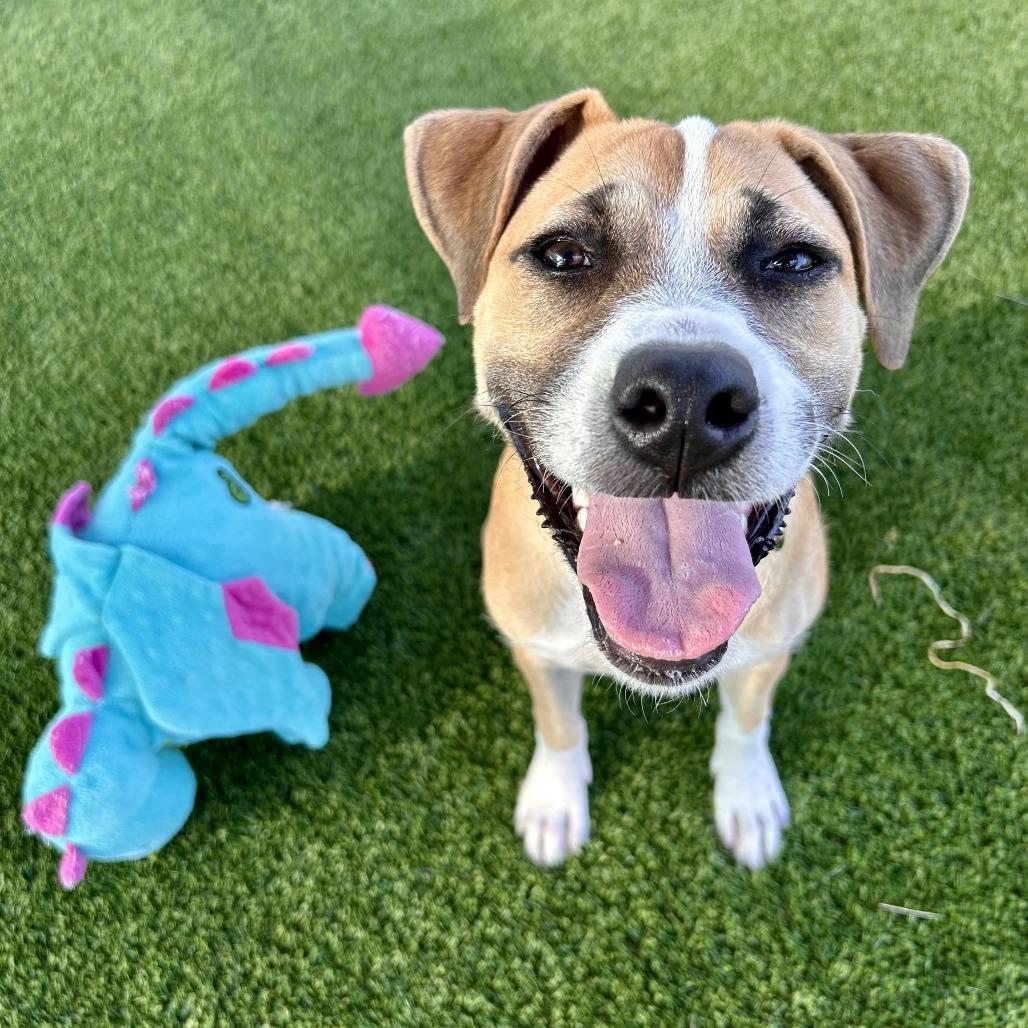 Sumo, a Adoptable mixed breed in Bradenton, FL image 2/4