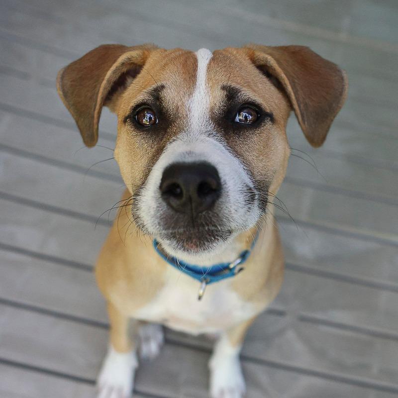 Sumo, a Adoptable mixed breed in Bradenton, FL image 3/4
