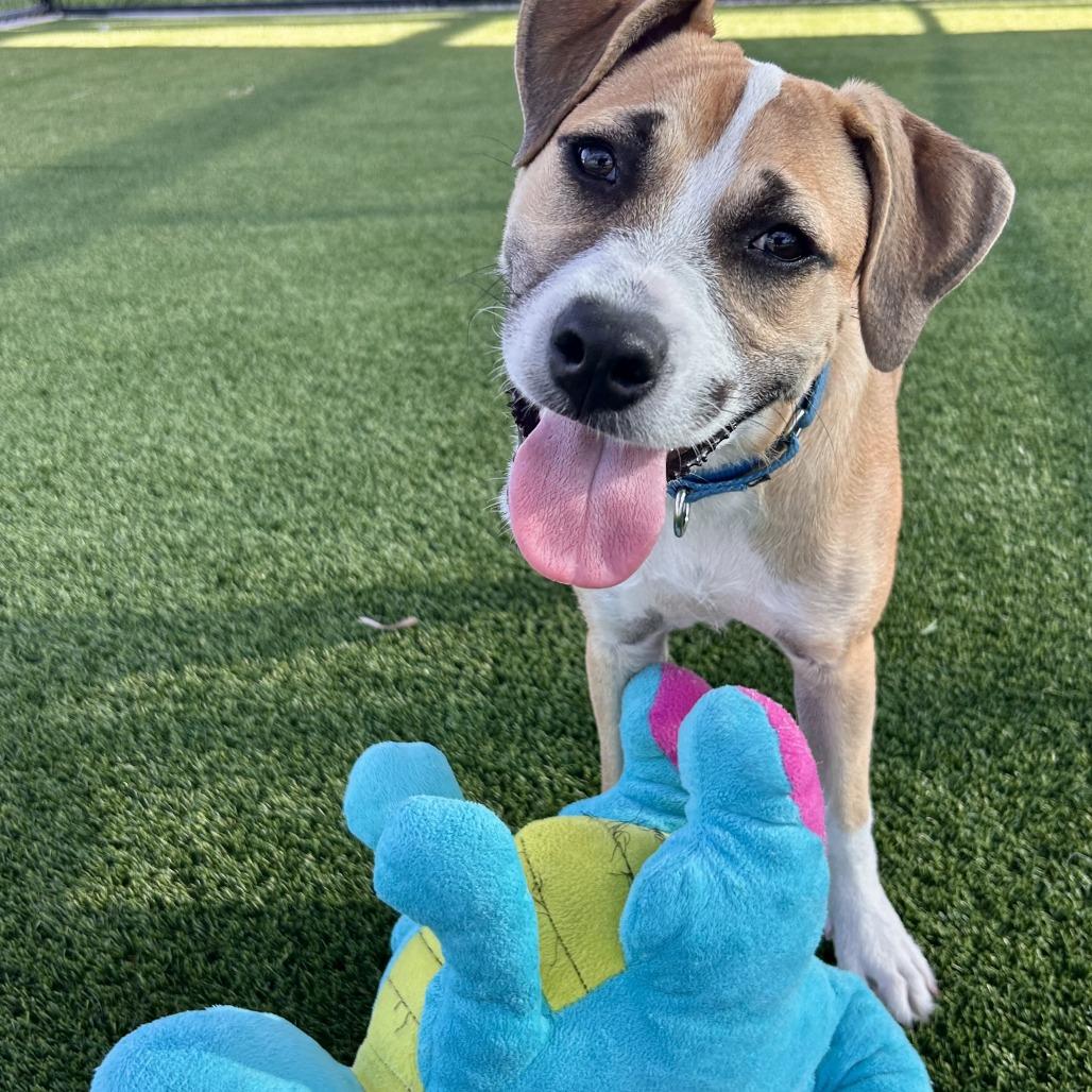 Sumo, a Adoptable mixed breed in Bradenton, FL image 4/4