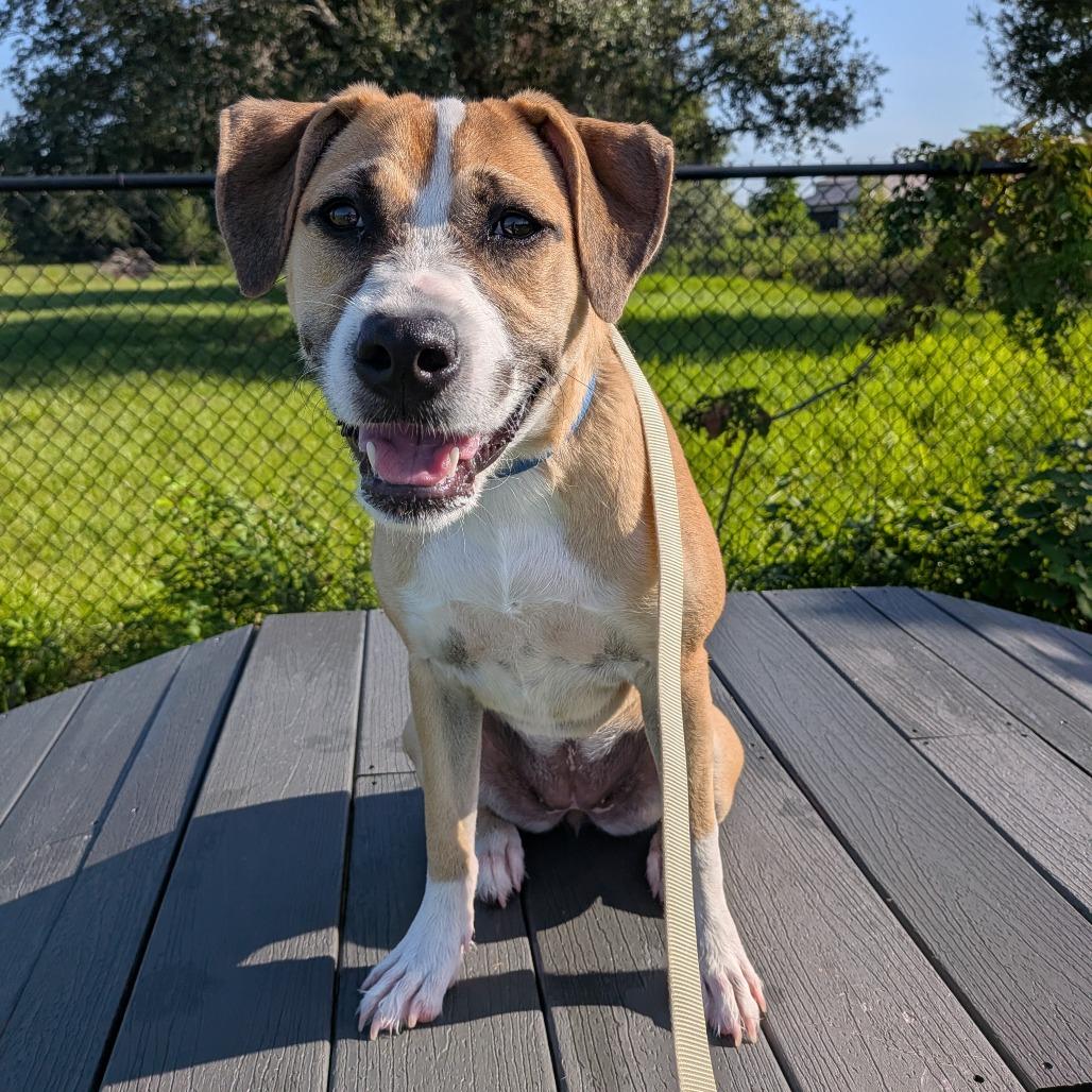 Enlarge Sumo, a Adoptable mixed breed in Bradenton, FL image 4/5