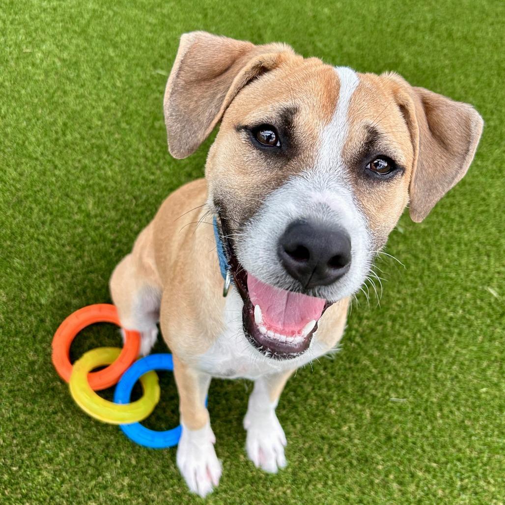 Enlarge Sumo, a Adoptable mixed breed in Bradenton, FL image 5/5